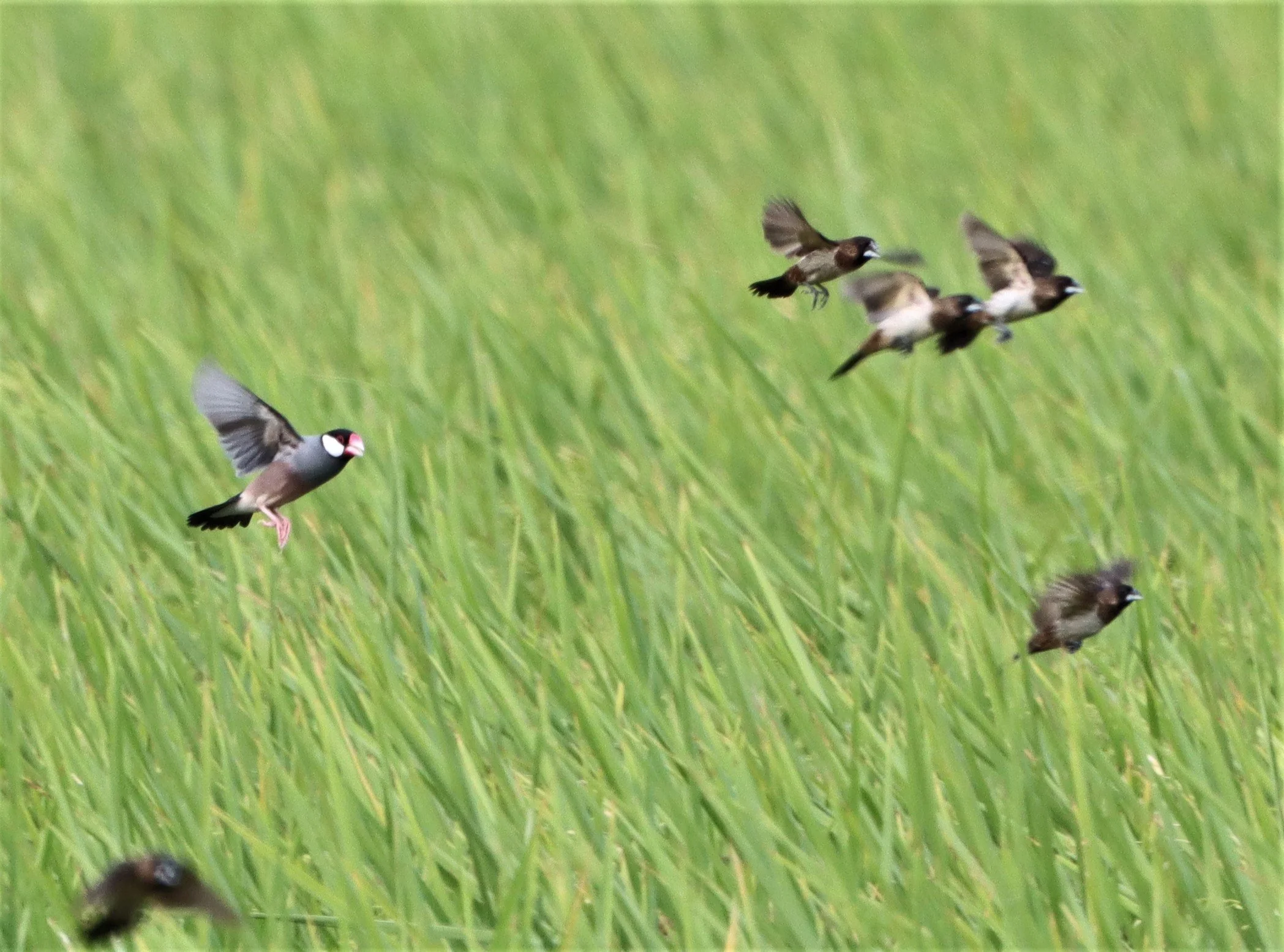 SPARROW - JAVA SPARROW - Lonchura oryzivora - WHITE-RUMPED MUNIA AND SCALY BREASTED MUNIA - PATHUM THANI RICE RESEARCH CENTER (6).jpg