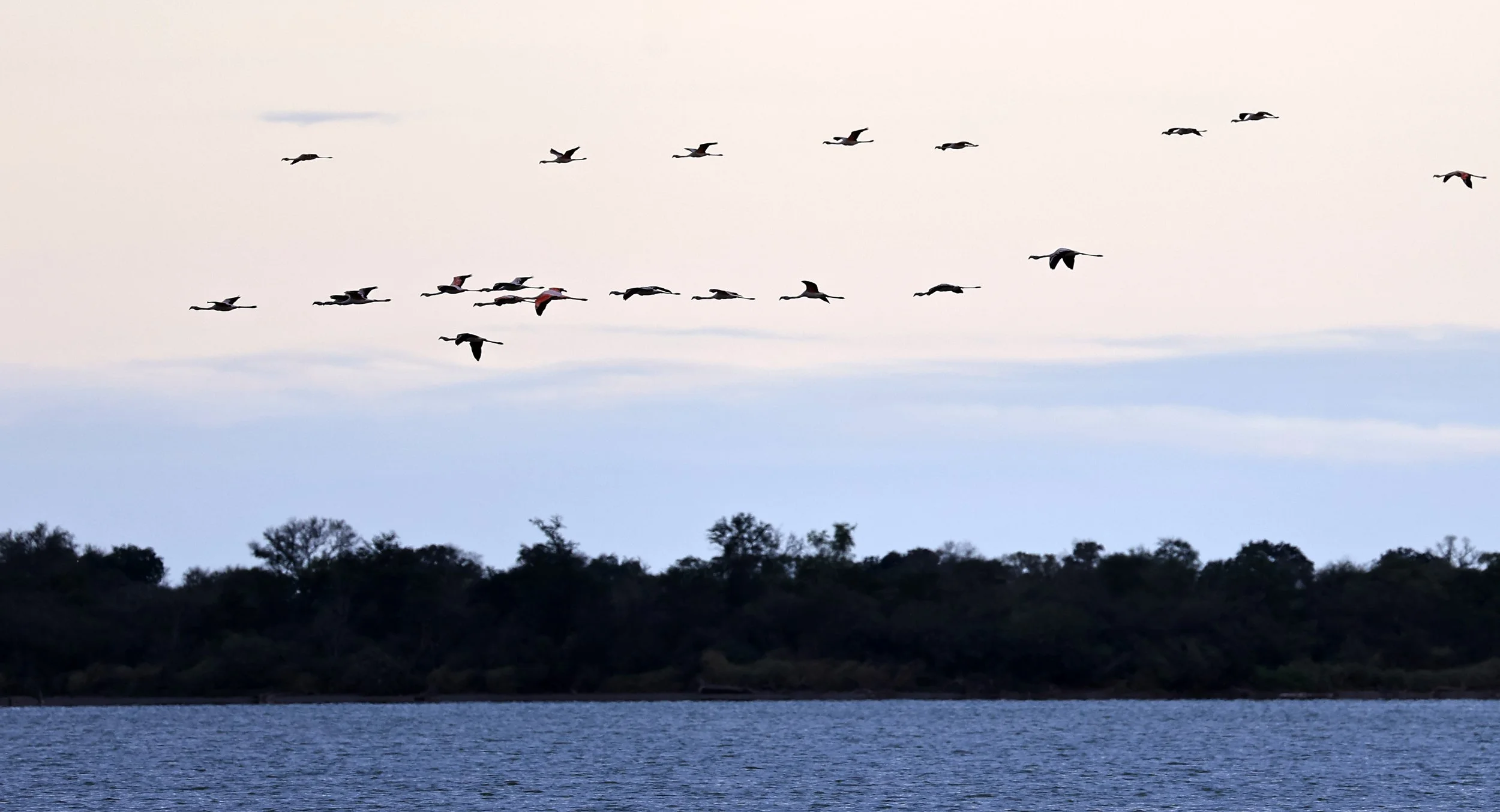 Chilean Flamingo (Phoenicopterus chilensis) Chaco Lodge & Laguna Salada Paraguay (113).jpg
