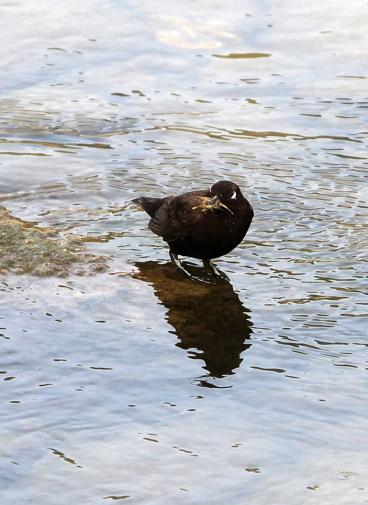 Brown dipper (Cinclus pallasii) Foping City Shaanxi China (4).JPG