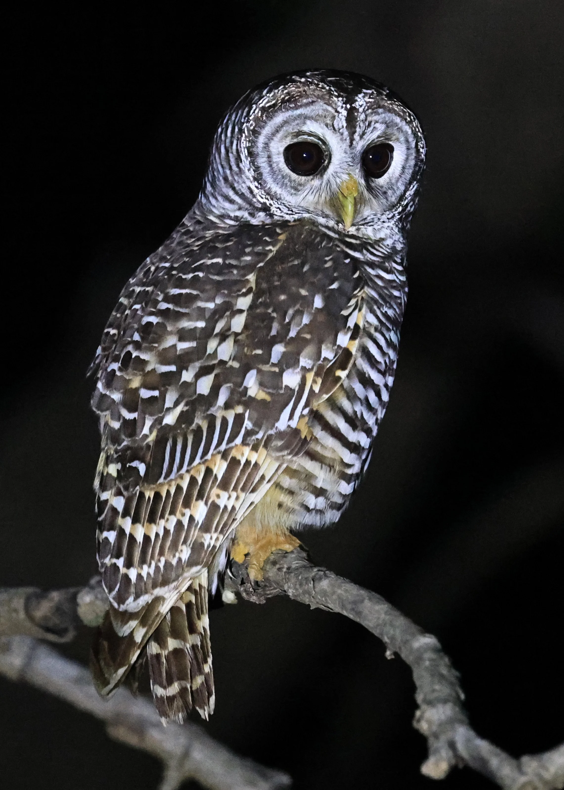 Chaco Owl (Strix chacoensis) Reserva Nueland  Selva Serena (19).jpg