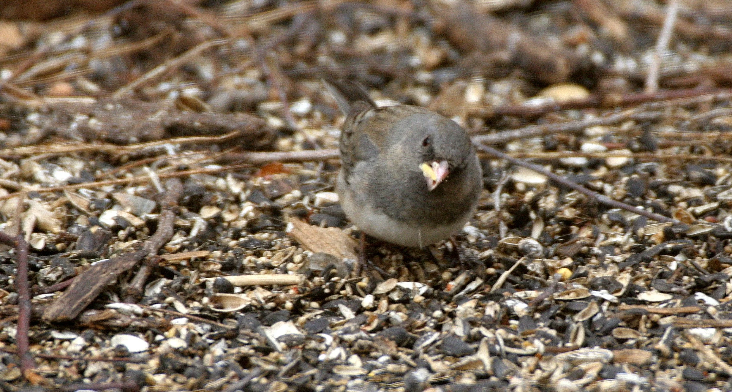 Dark-eyed Junco (Junco hyemalis) Sycamore Illinois (6).JPG