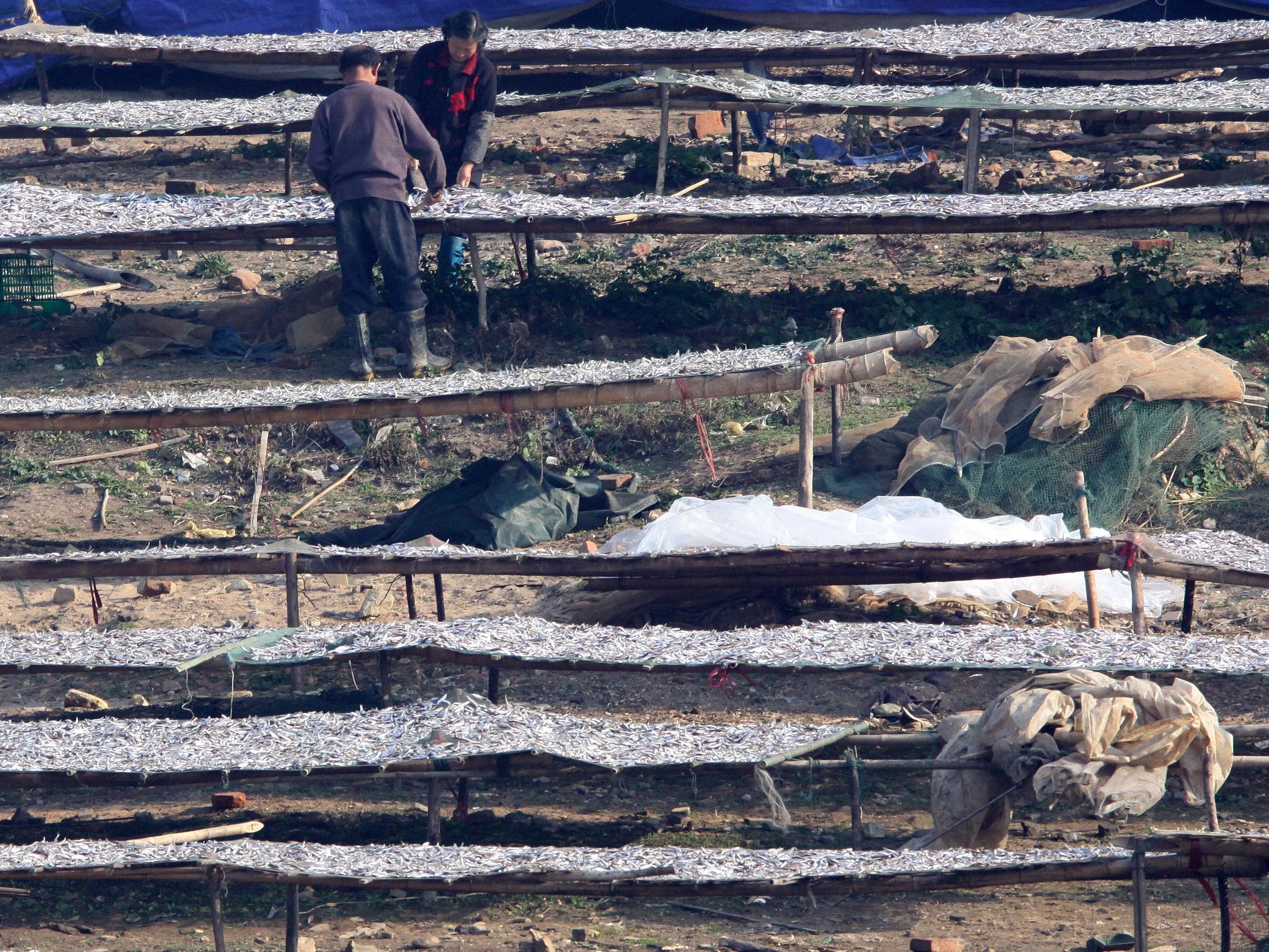 NANJI HILL RESERVE - POYANG LAKE JIANGXI PROVINCE CHINA (33).JPG
