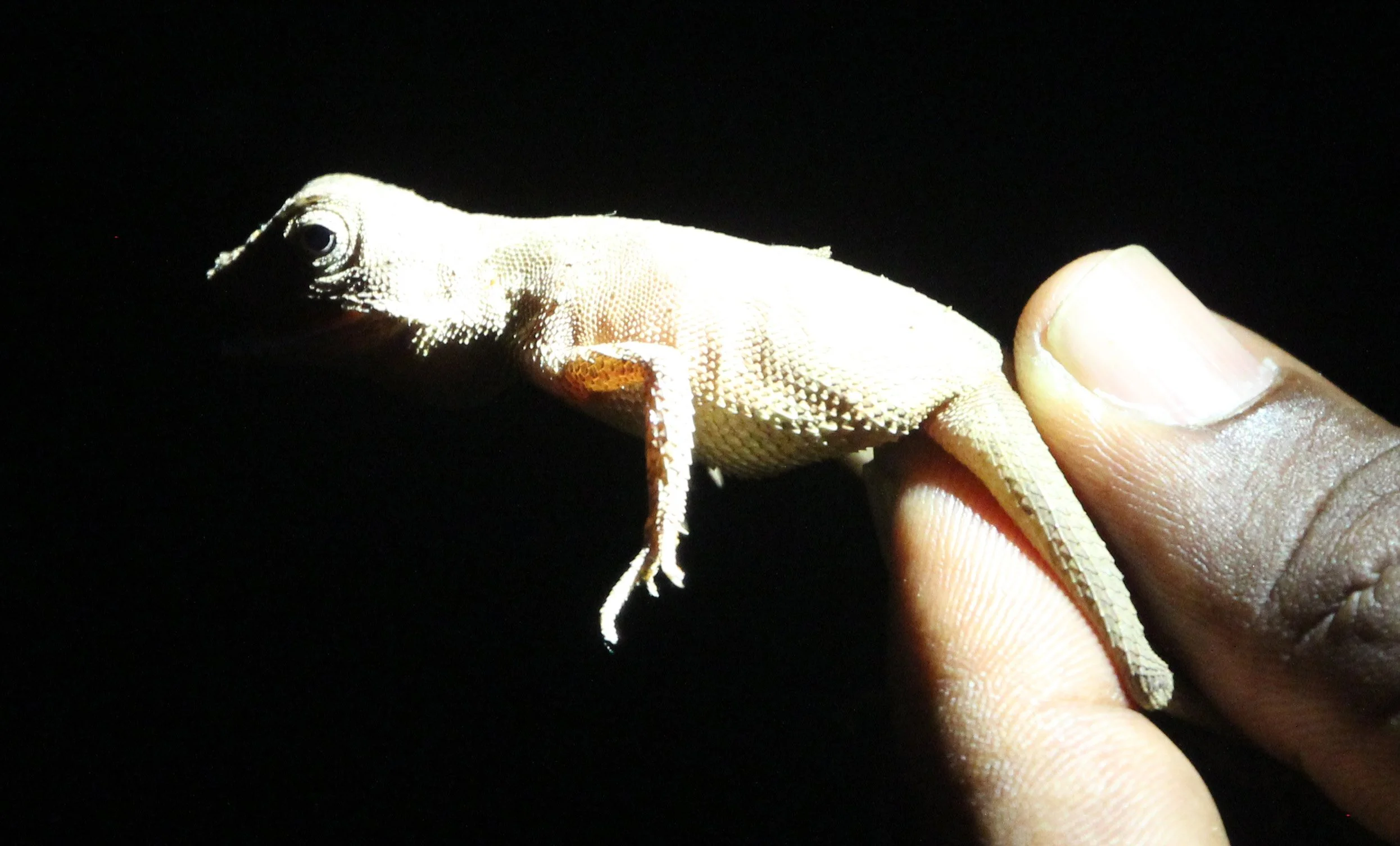 Brown-patched Kangaroo Lizard (Otocryptis wiegmanni) Nigambu Forest, Sri Lanka