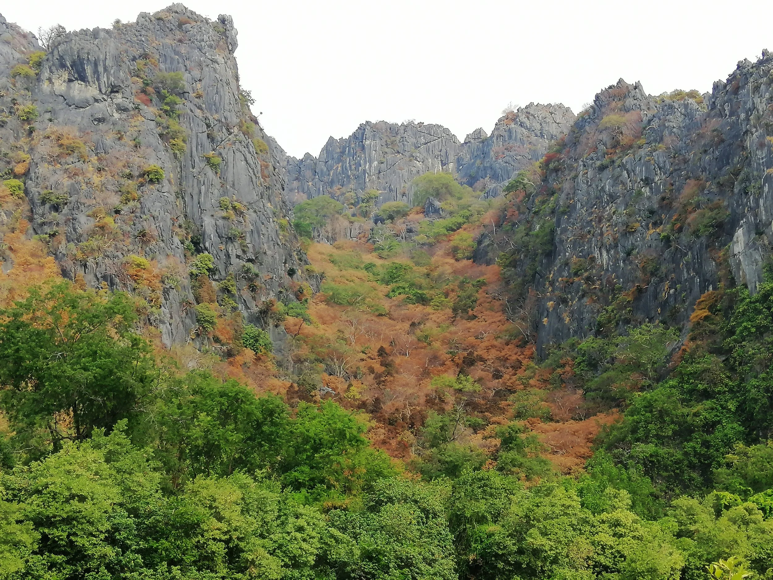 In Khao Sam Roi Yod’s dry deciduous and mixed deciduous forests, trees turn vibrant shades of brown, yellow, and red before shedding leaves during the dry season (roughly November to April) to conserve water.