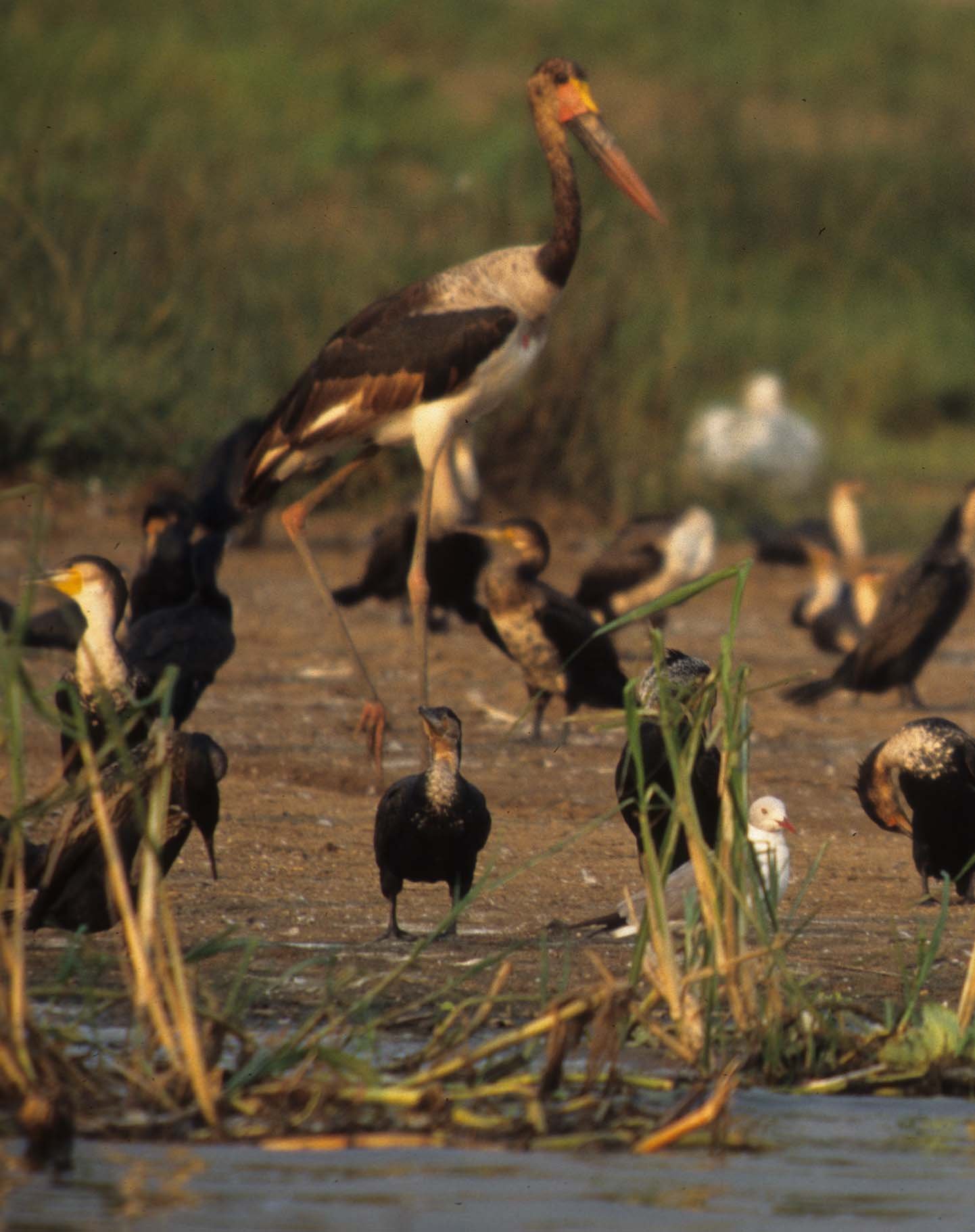 STORK - SADDLE-BILLED STORK - Ephippiorhynchus senegalensis - QE PARK UGANDA WITH OTHER BIRD SPECIES (4).jpg