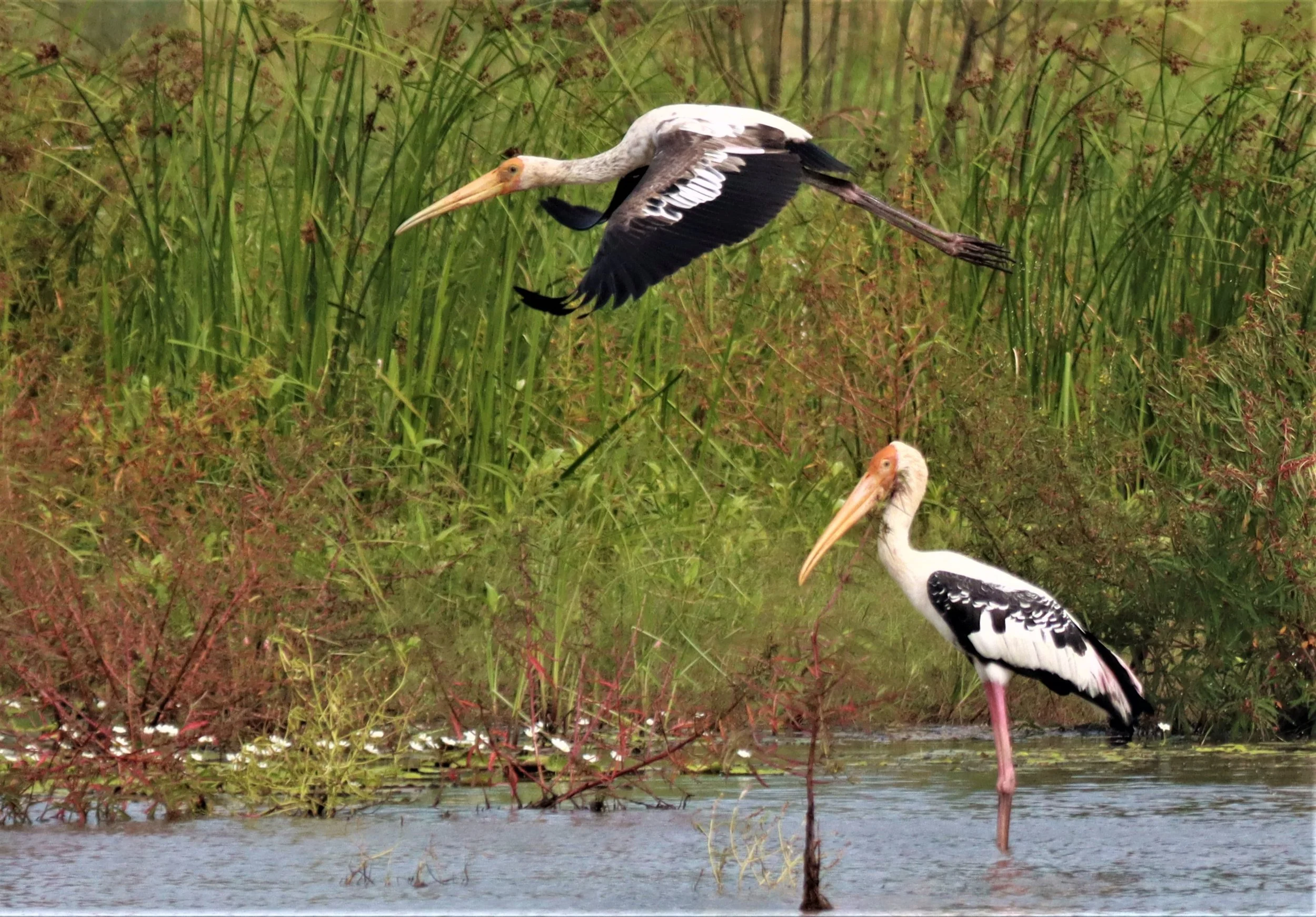 STORK - PAINTED STORK - Mycteria leucocephala - BUENG BORAPHET NAKHON SAWAN AUGUST 2021 (25).jpg