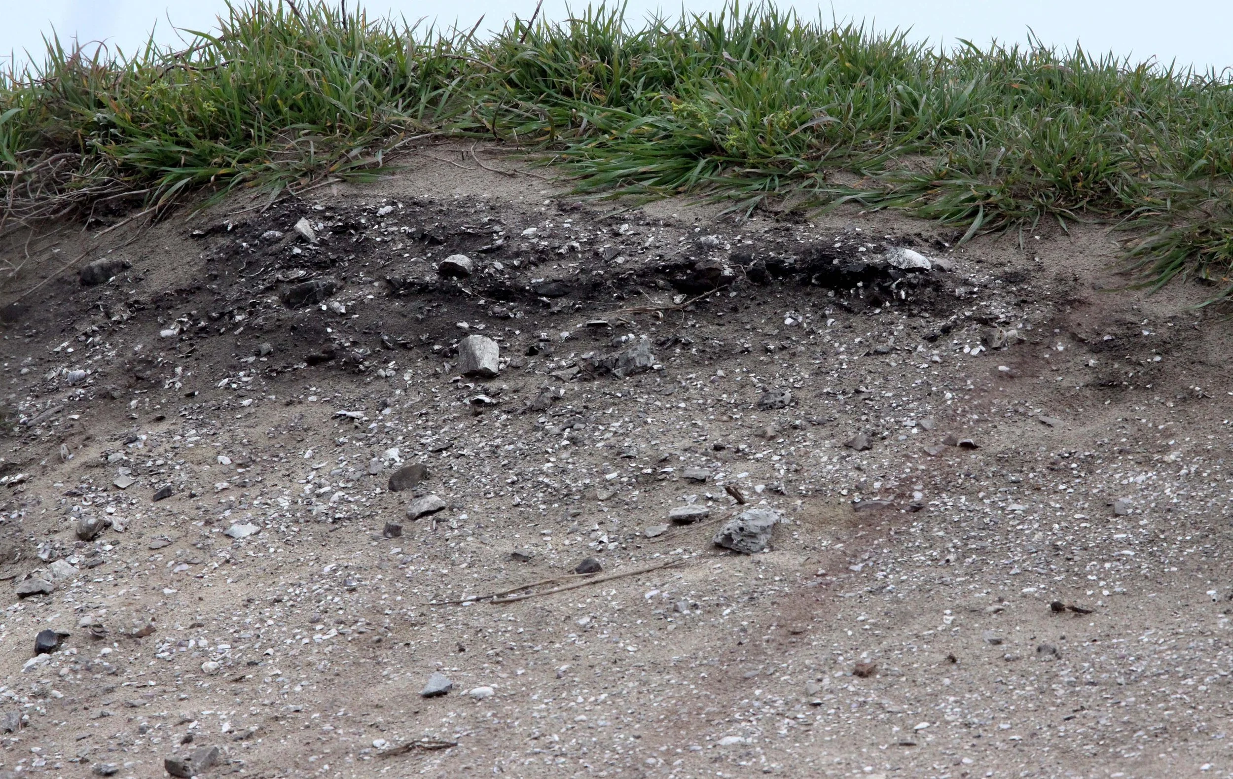 ANO NUEVO STATE RESERVE - MAIDU MIDDEN.JPG
