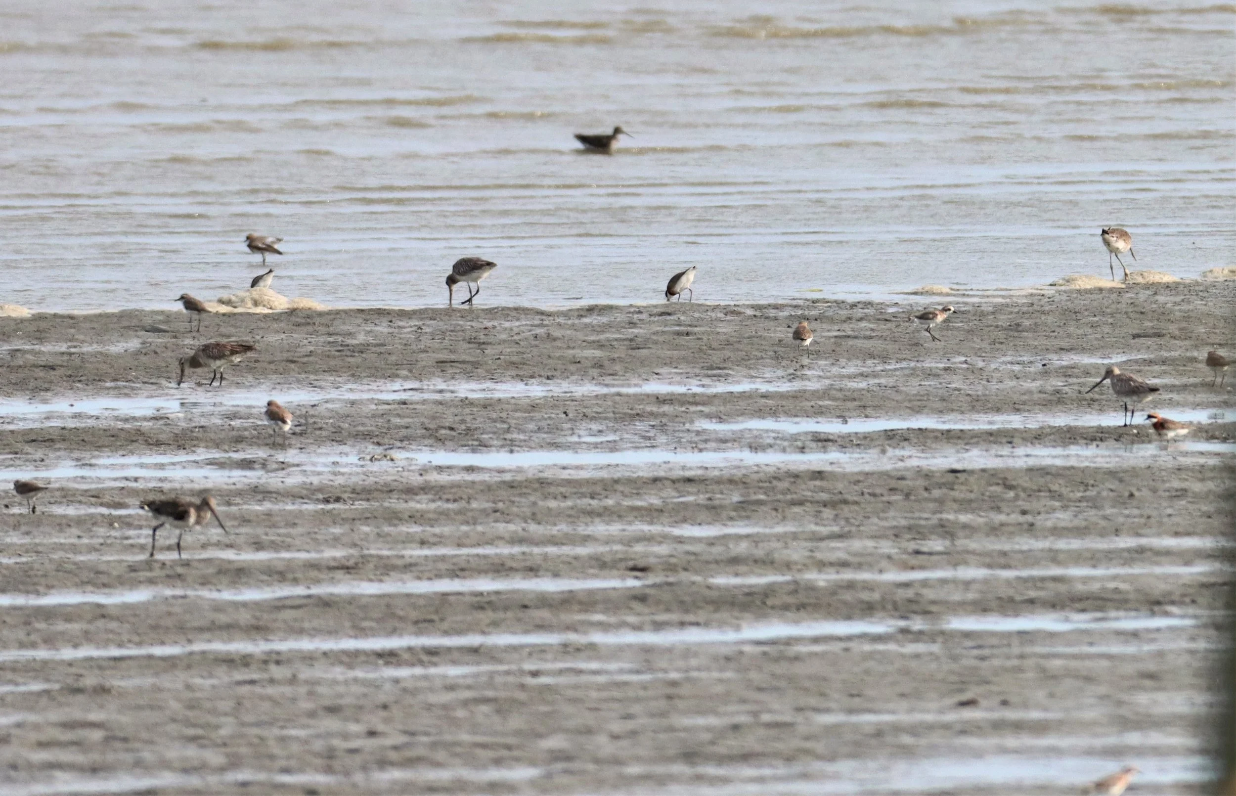 GODWIT - BAR-TAILED GODWIT - Limosa lapponica - AO MAHACHAI MANGROVES (4).jpg