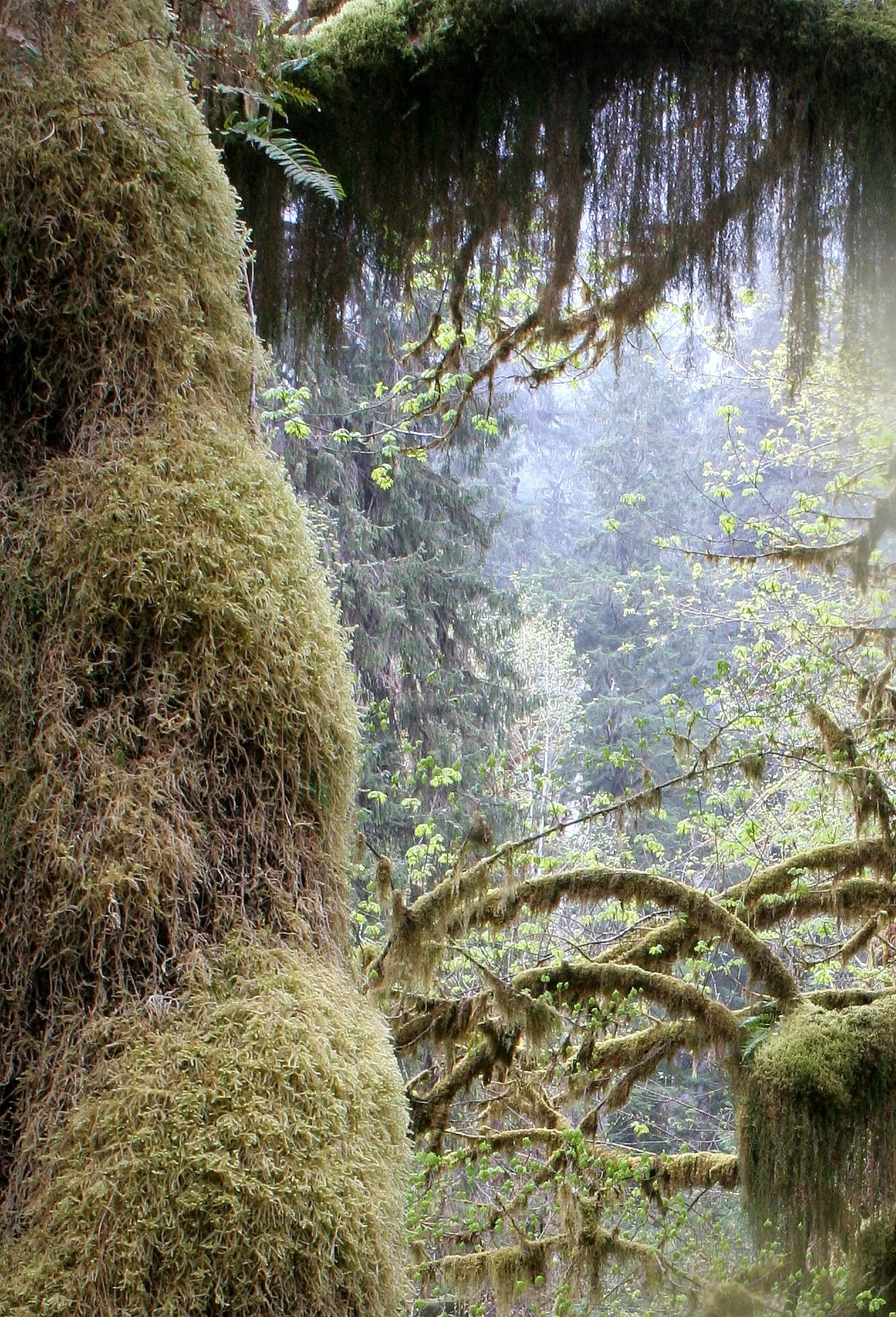 HOH RIVER VALLEY - HALL OF MOSSES (65).JPG