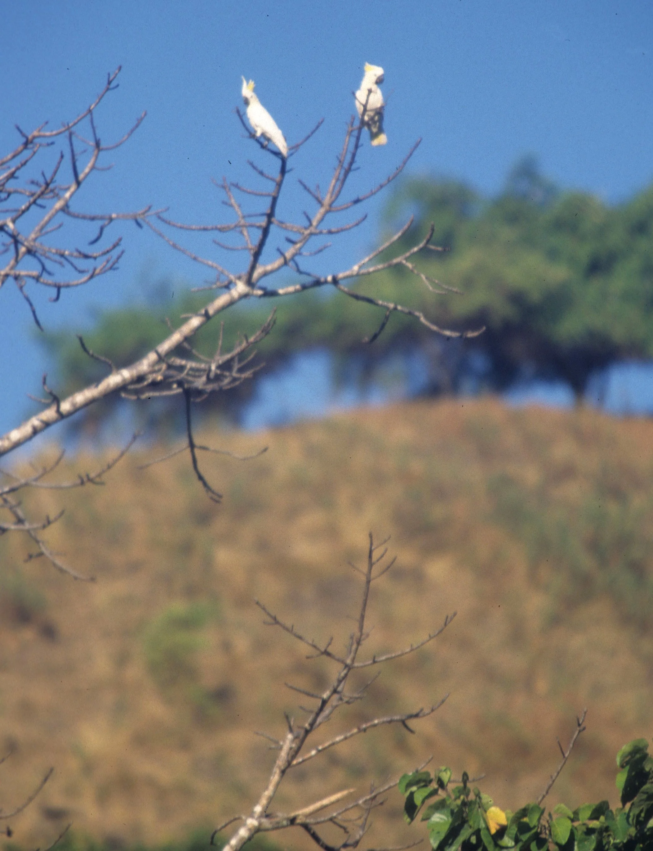 BIRD - COCKATOO - SULPHUR CRESTED - KOMODO ISLAND INDONESIA.jpg
