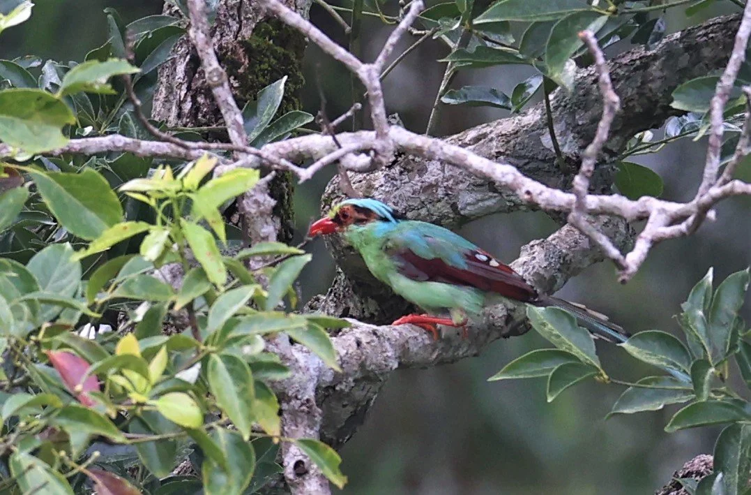 MAGPIE - COMMON GREEN MAGPIE - Cissa chinensis - KHAO YAI NP SEP 18 2021 GIFT'S IMAGES (4).jpg
