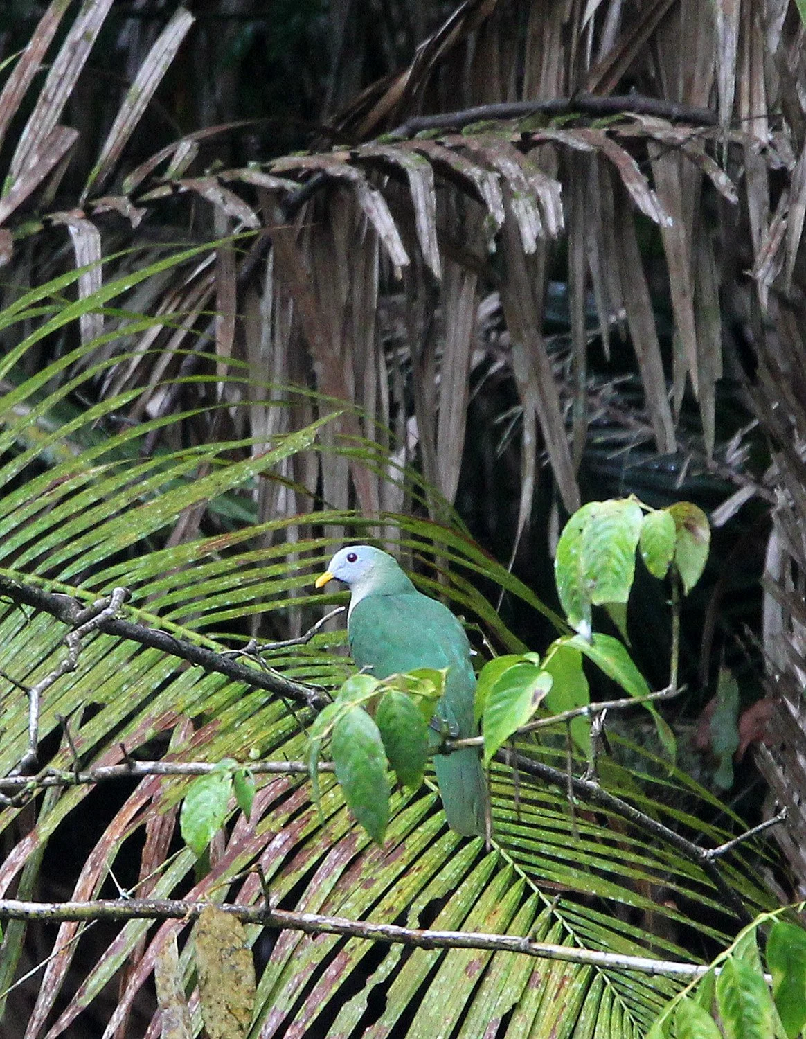 Pink-bellied Imperial-Pigeon (Ducula poliocephala) Nantu Nature Reserve Sulawesi Indonesia.JPG