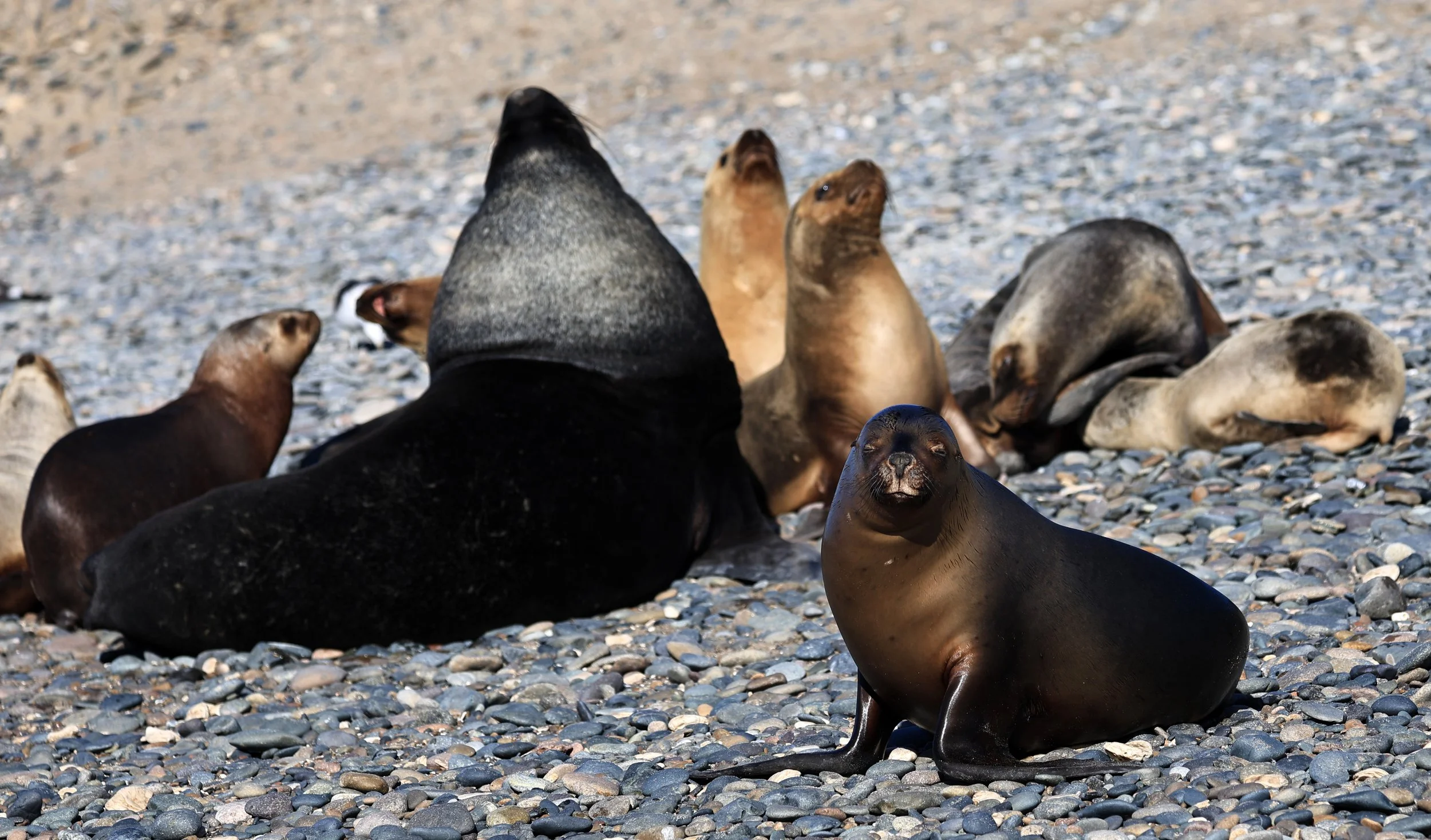South American Sea Lion (Otaria flavescens) Puerto Rawson Argentina (57).jpg