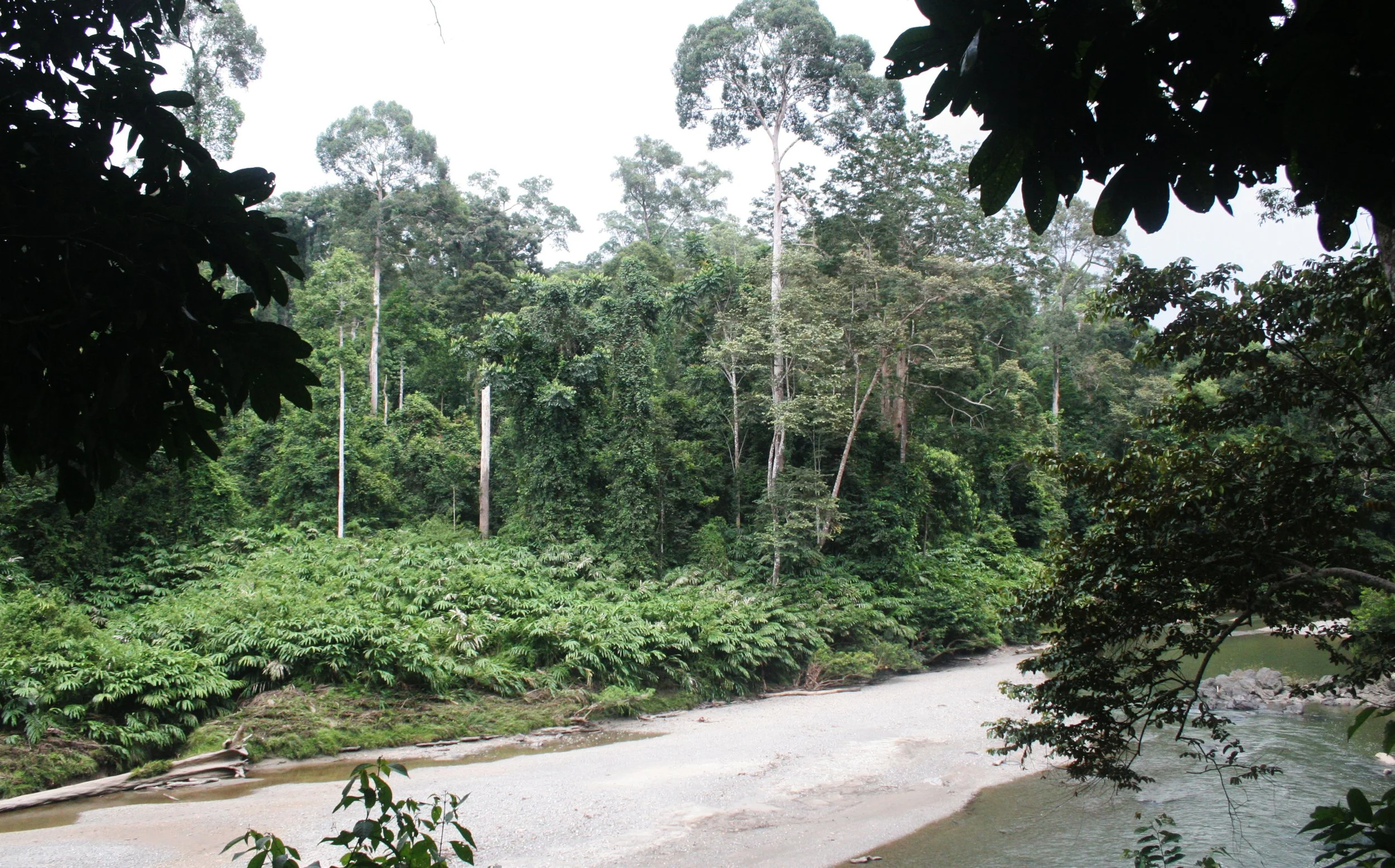 DANUM VALLEY BORNEO - RIVER SCENES (2).JPG
