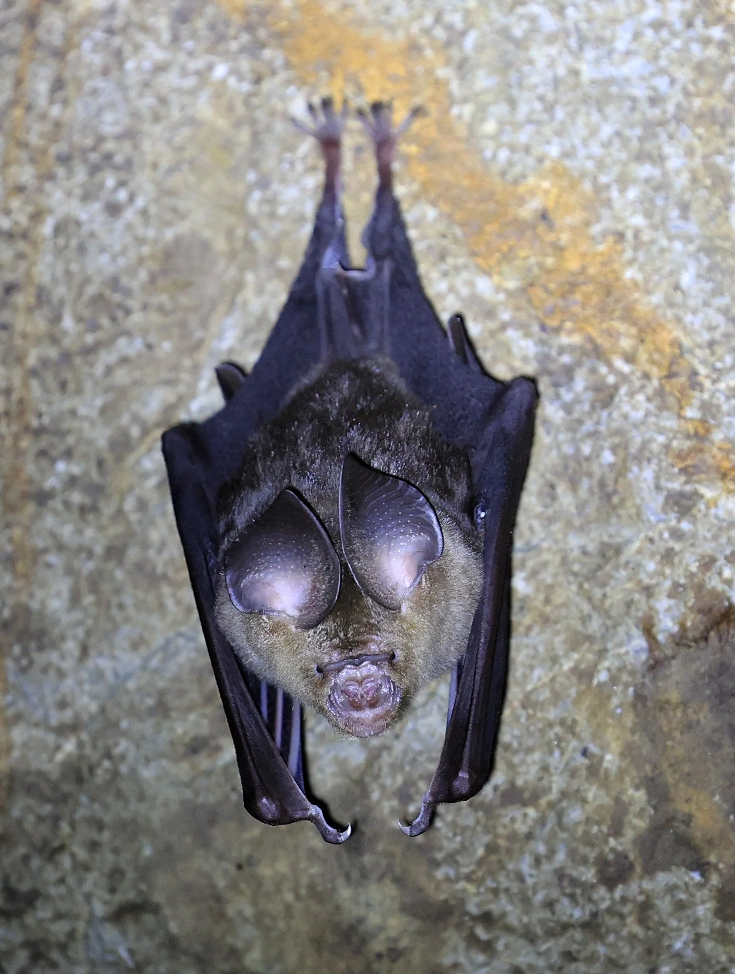 Horsfield’s Leaf-nosed Bat (Hipposideros larvatus) Wat Sa Nam Sai Temple Pak Chong Thailand (8).jpg