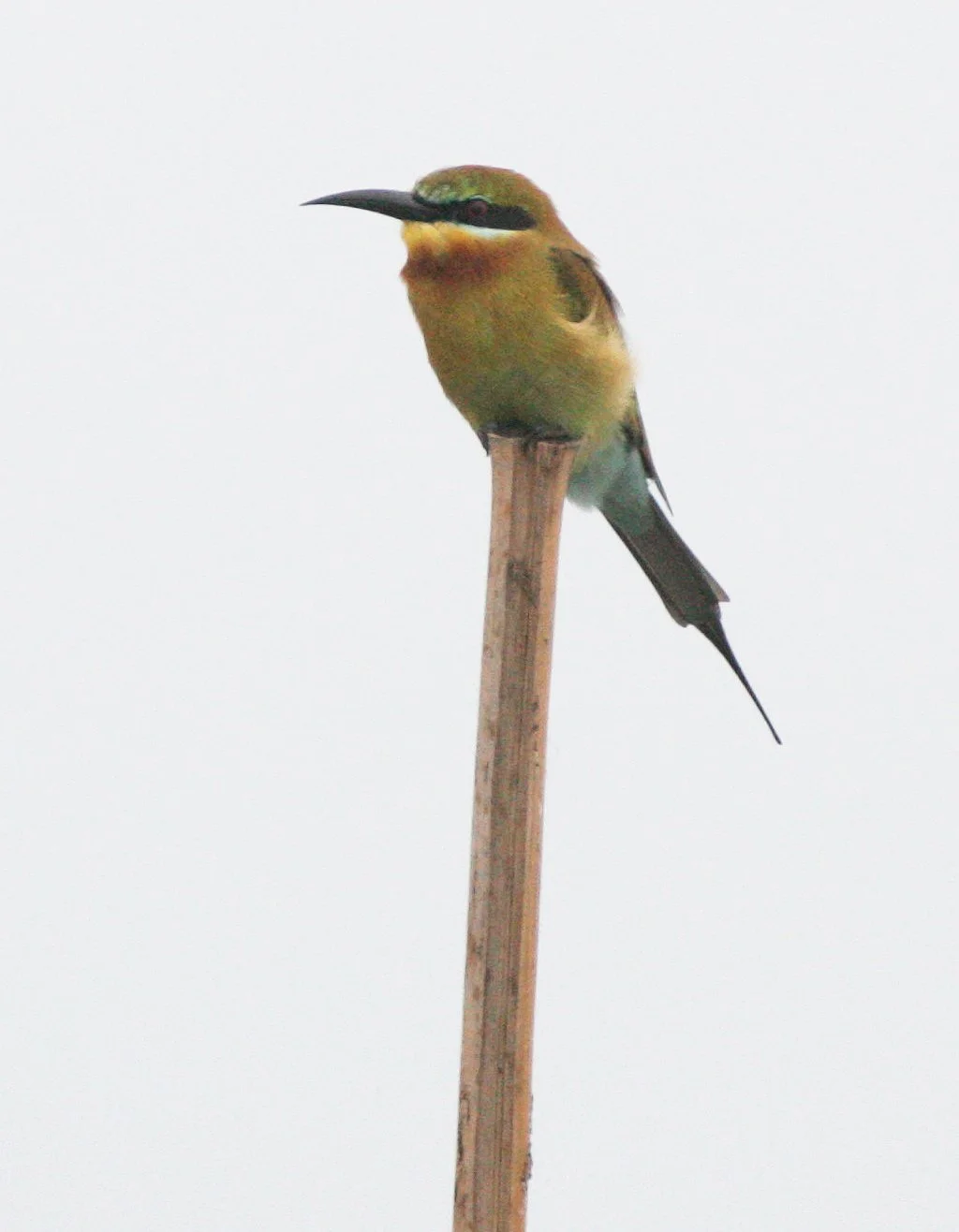 BEE EATER - BLUE-TAILED BEE-EATER - Merops philippinus - BUENG BORAPHET THAILAND (10).JPG