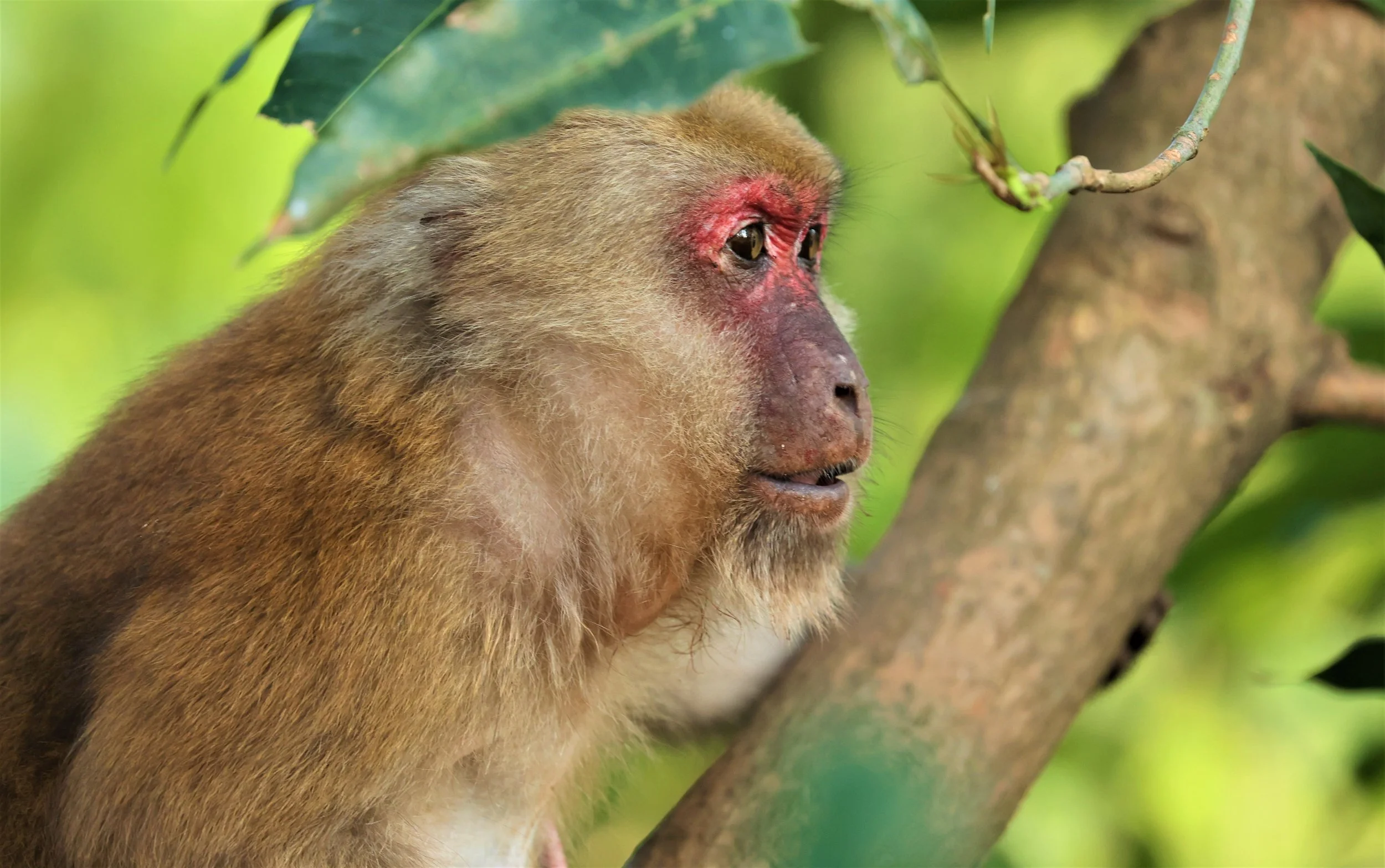 Macaque Infested Macaca assamensis Assam Macaque — Coke Smith Wildlife