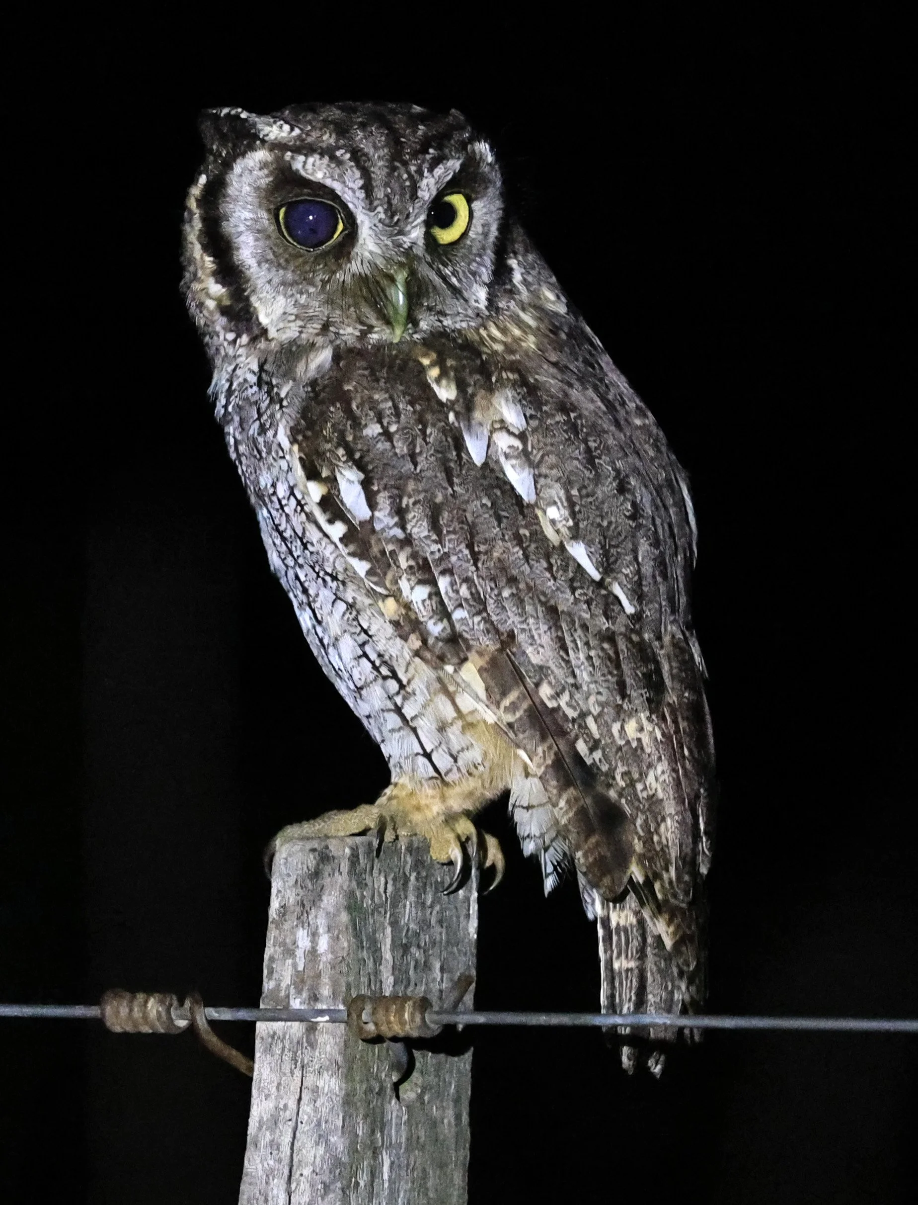 Tropical Screech-Owl (Megascops choliba) Hotel Campestre Iparoma Paraguay (14).jpg