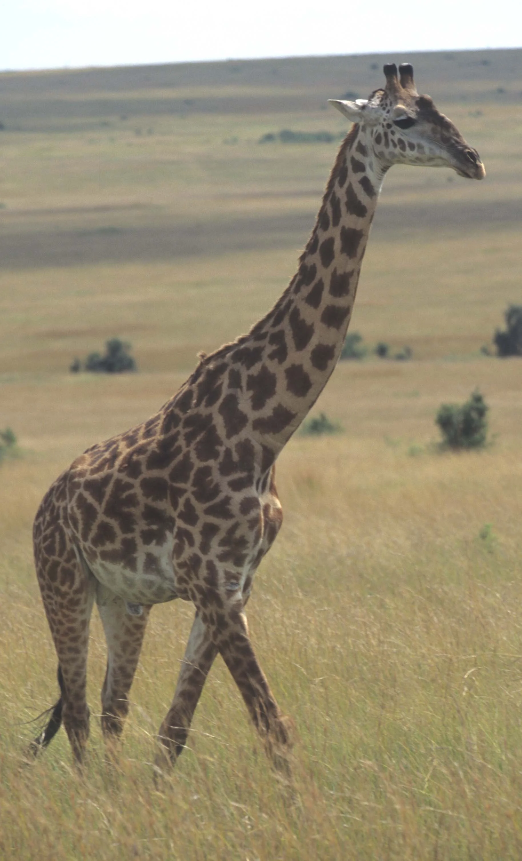 GIRAFFE-MASAI-SERENGETI 10.jpg