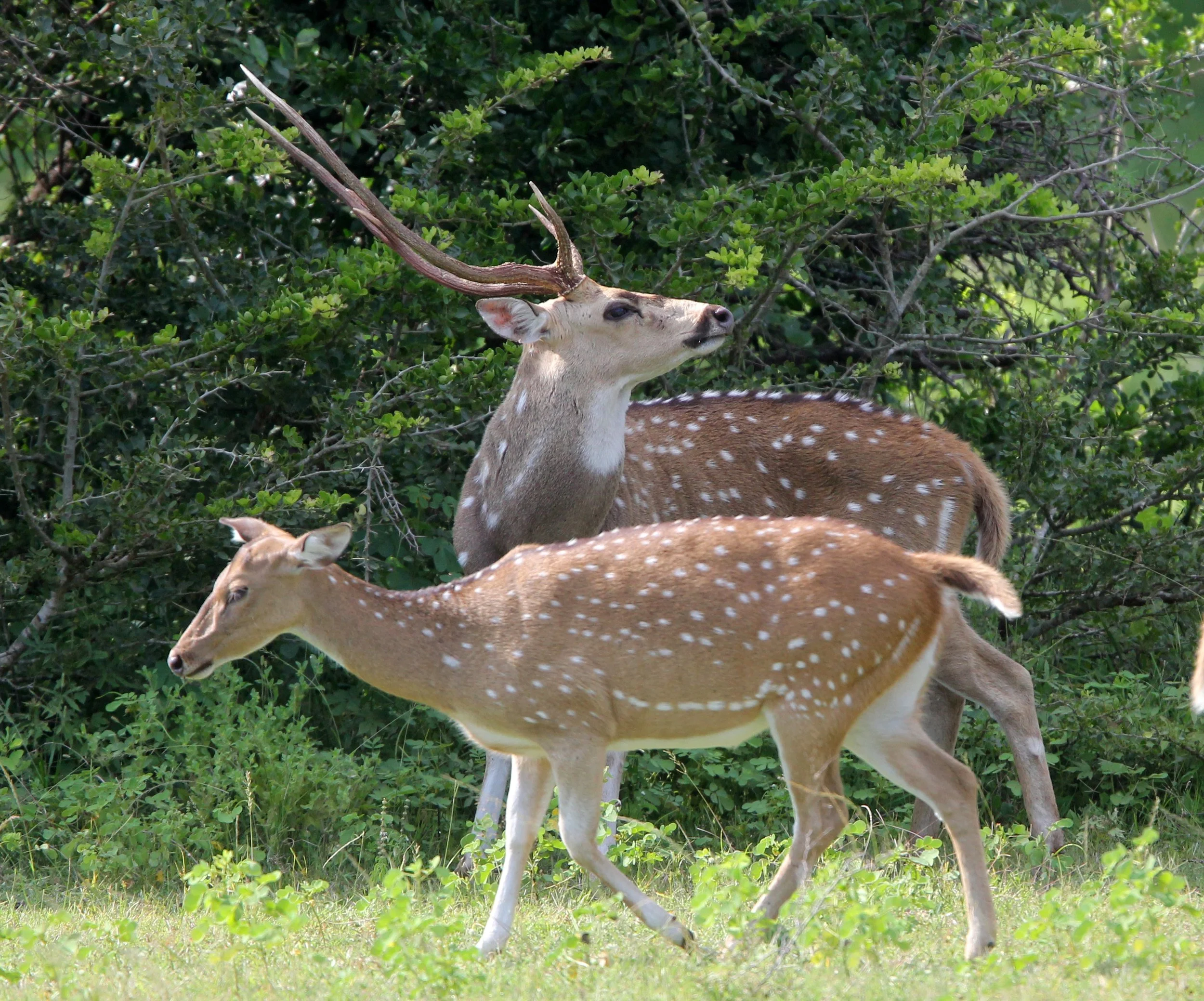 Axis axis ceylonensis - SRI LANKA SPOTTED DEER - YALA NATIONAL PARK SRI LANKA (8).JPG