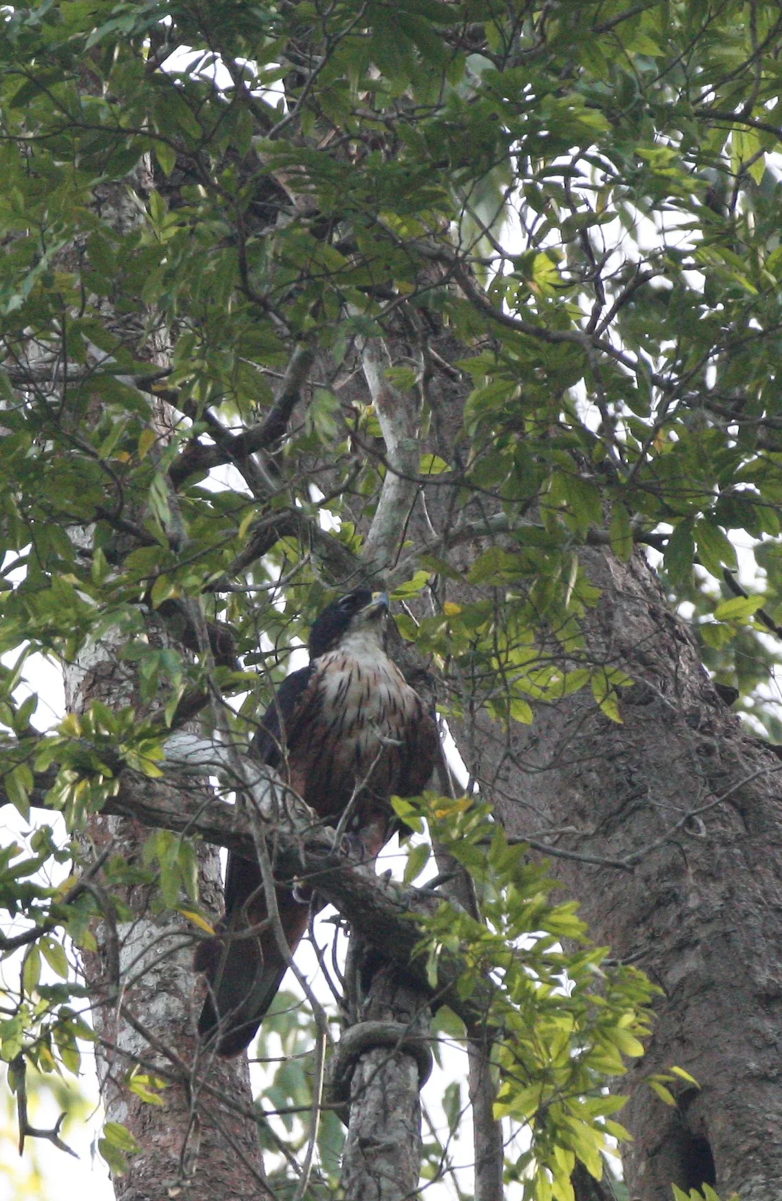 Lophotriorchis kienerii - RUFOUS-BELLIED EAGLE - KAENG KRACHAN NP THAILAND (31).JPG