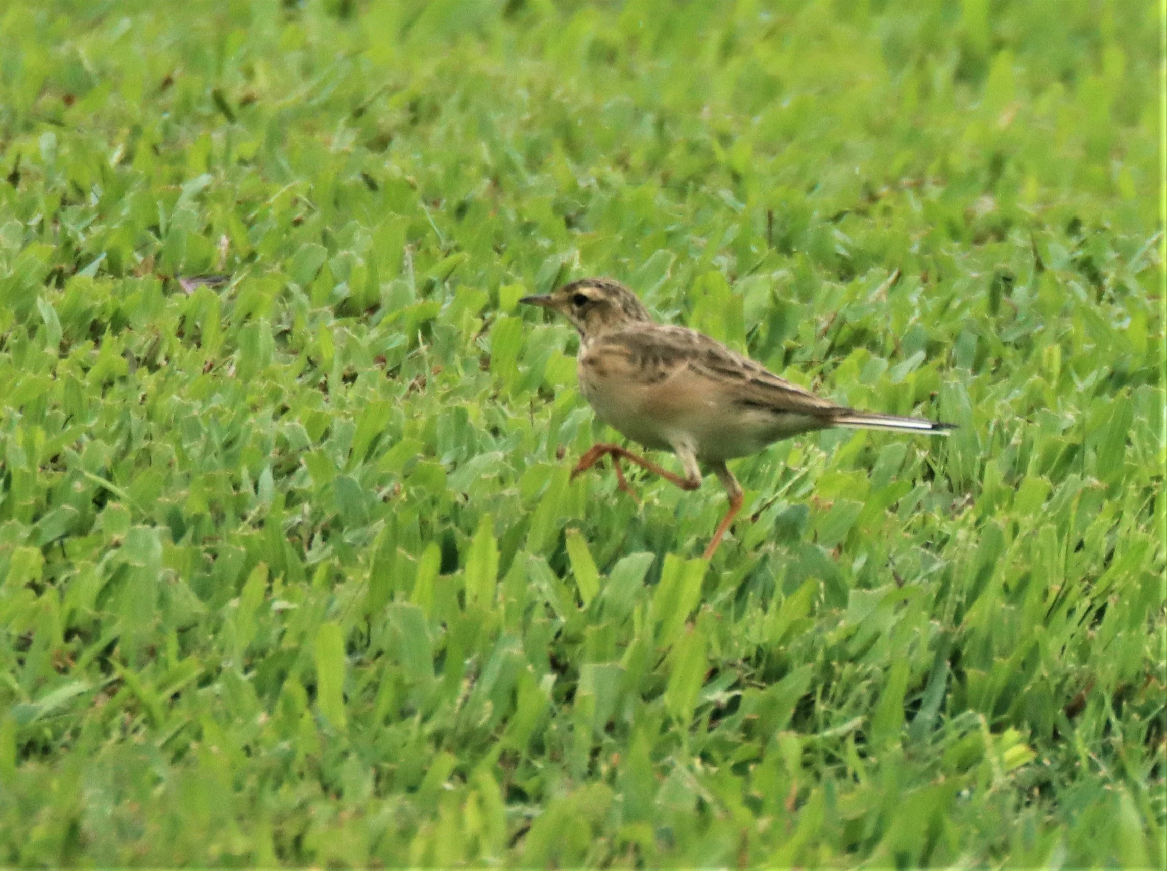 Paddyfield Pipit (Anthus rufulus) KHAO SOK SURAT THANI (2).jpg