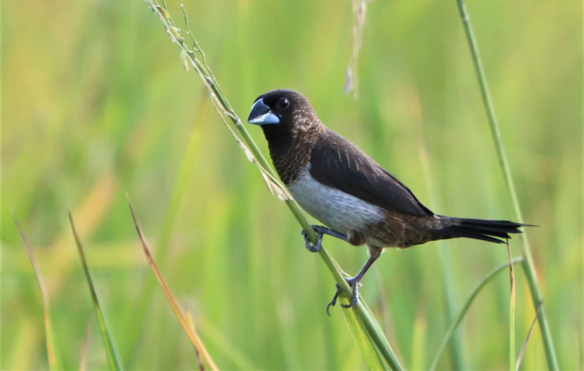 MUNIA - WHITE-RUMPED MUNIA - Lonchura striata - LAT KRABANG WETLANDS NEAR BANGKOK (6).jpg