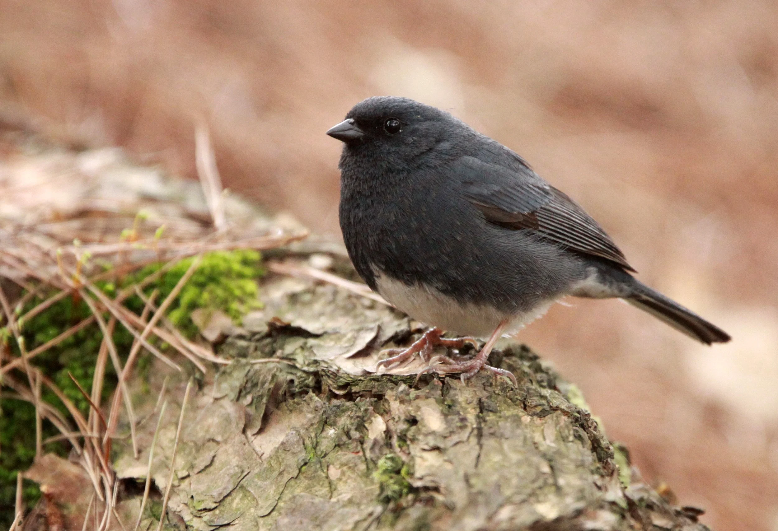 Slaty Bunting (Emberiza siemsseni) Huangshan NP Anhui China (1).JPG