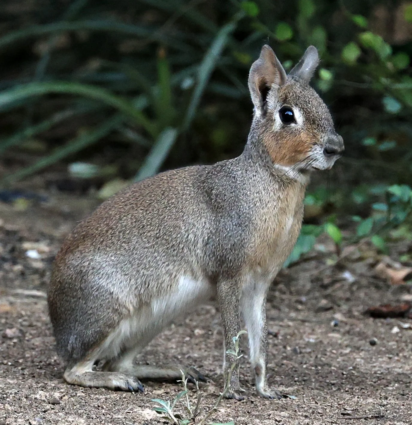 Chacoan Mara (Dolichotis salinicola) Hotel Campestre Iparoma Paraguay (38).jpg