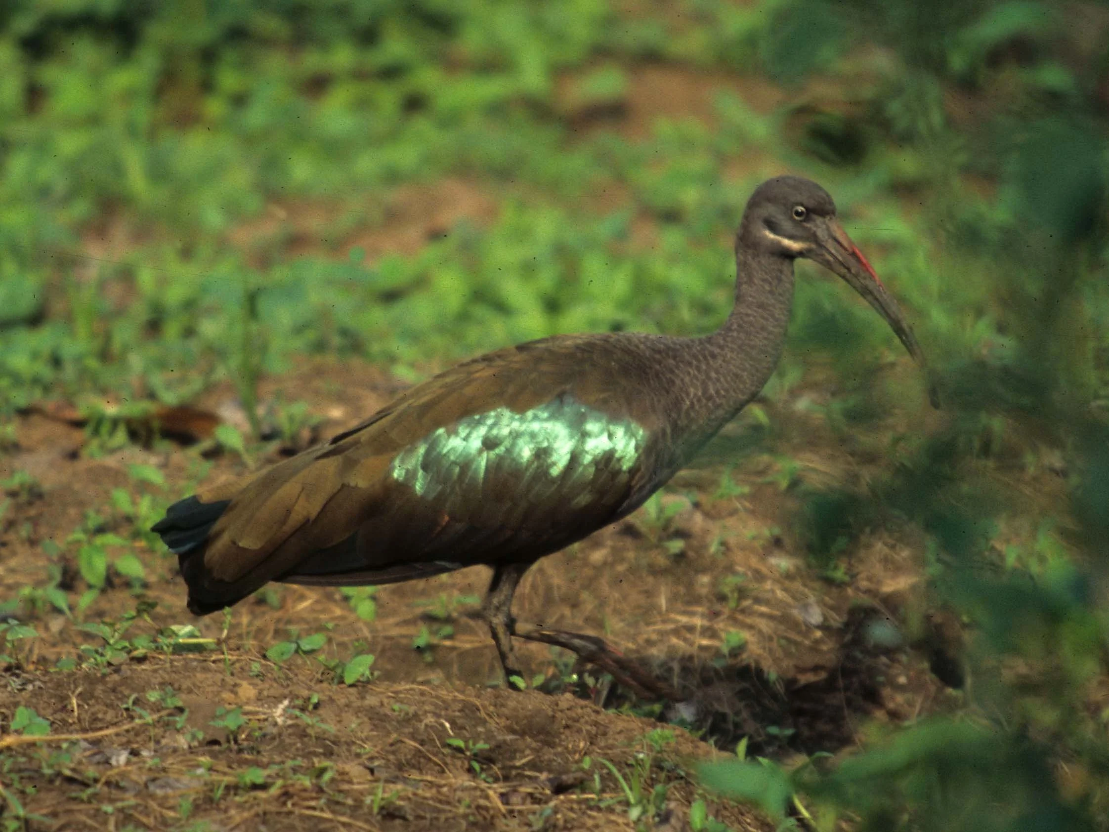 IBIS - HADADA IBIS - Bostrychia hagedash - RWANDA (13).jpg