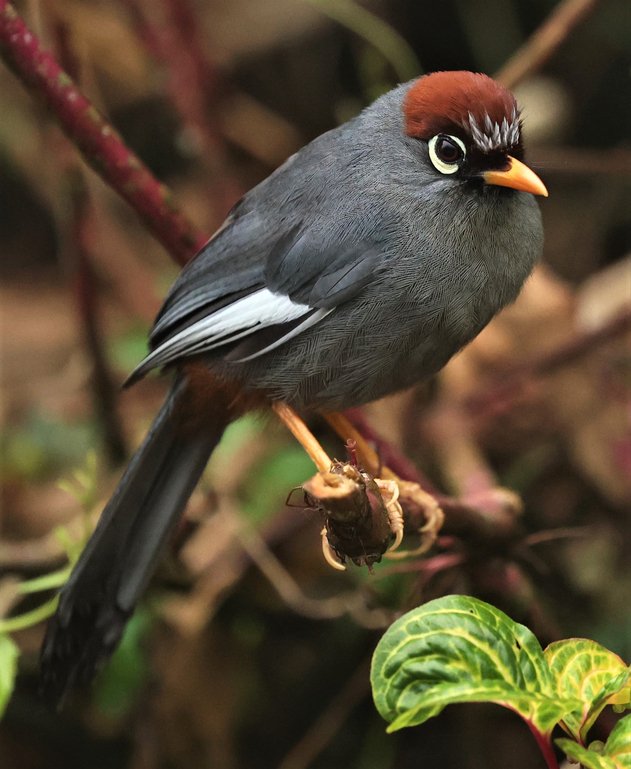 Pterorhinus mitratus - CHESTNUT-CAPPED LAUGHINGTHRUSH - FRASER'S HILL RAUB DISTRICT PAHANG MALAYSIA (50).jpg