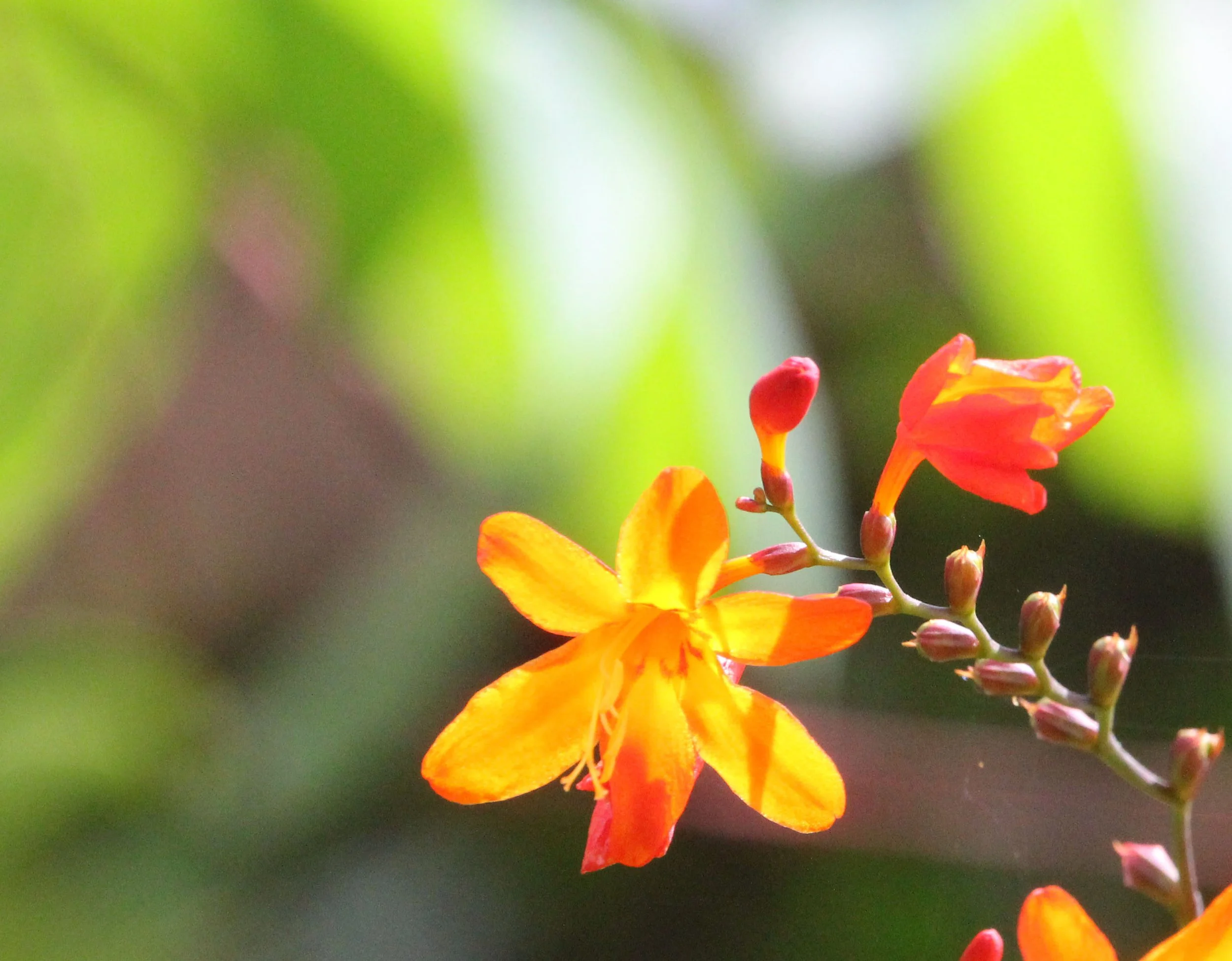 HALIMUN NATIONAL PARK JAVA BARAT INDONESIA (25).JPG