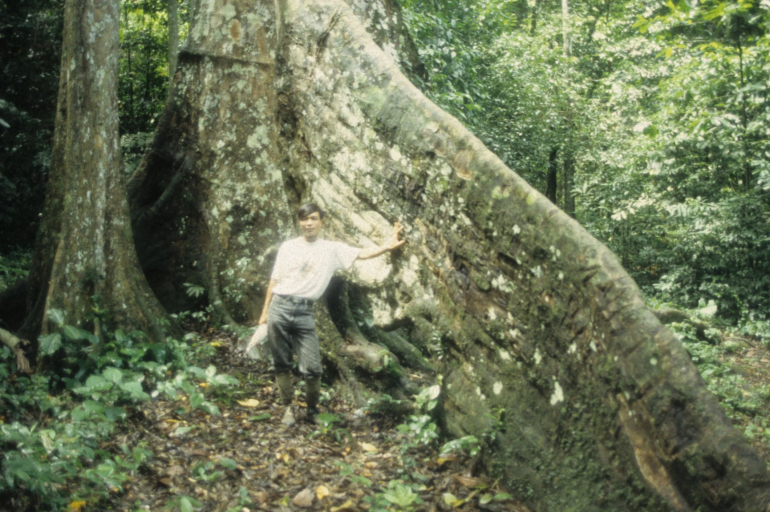 VIET NAM - CUC PHUONG NP - FOREST GIANT.jpg