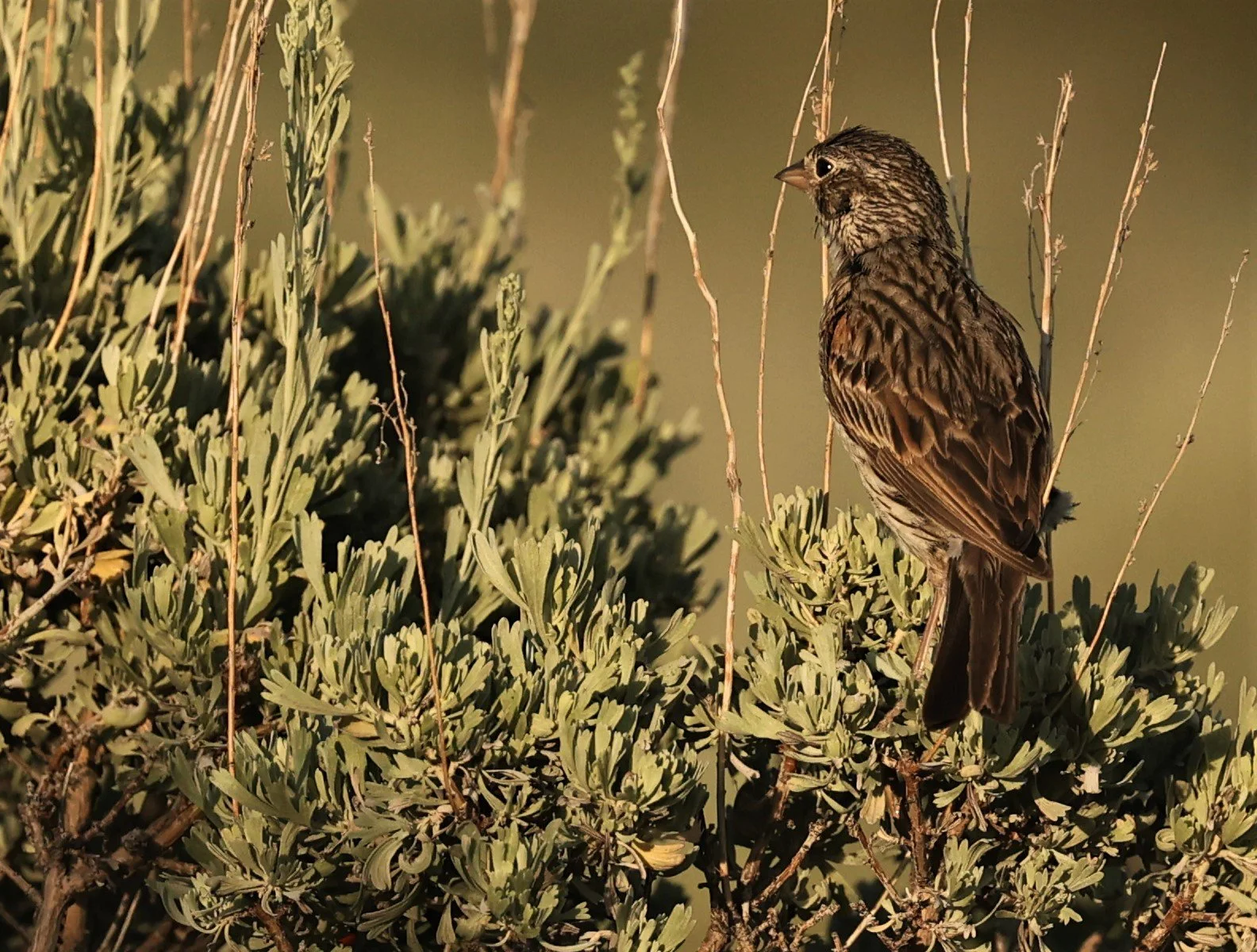 Vesper Sparrow (Pooecetes gramineus) Fossil Buttes National Monument Wyoming (8).jpg