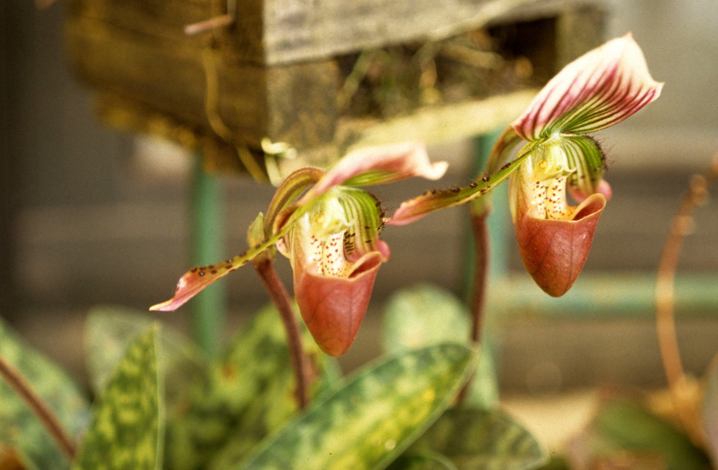 DALAT - ORCHID FARMS (2).jpg