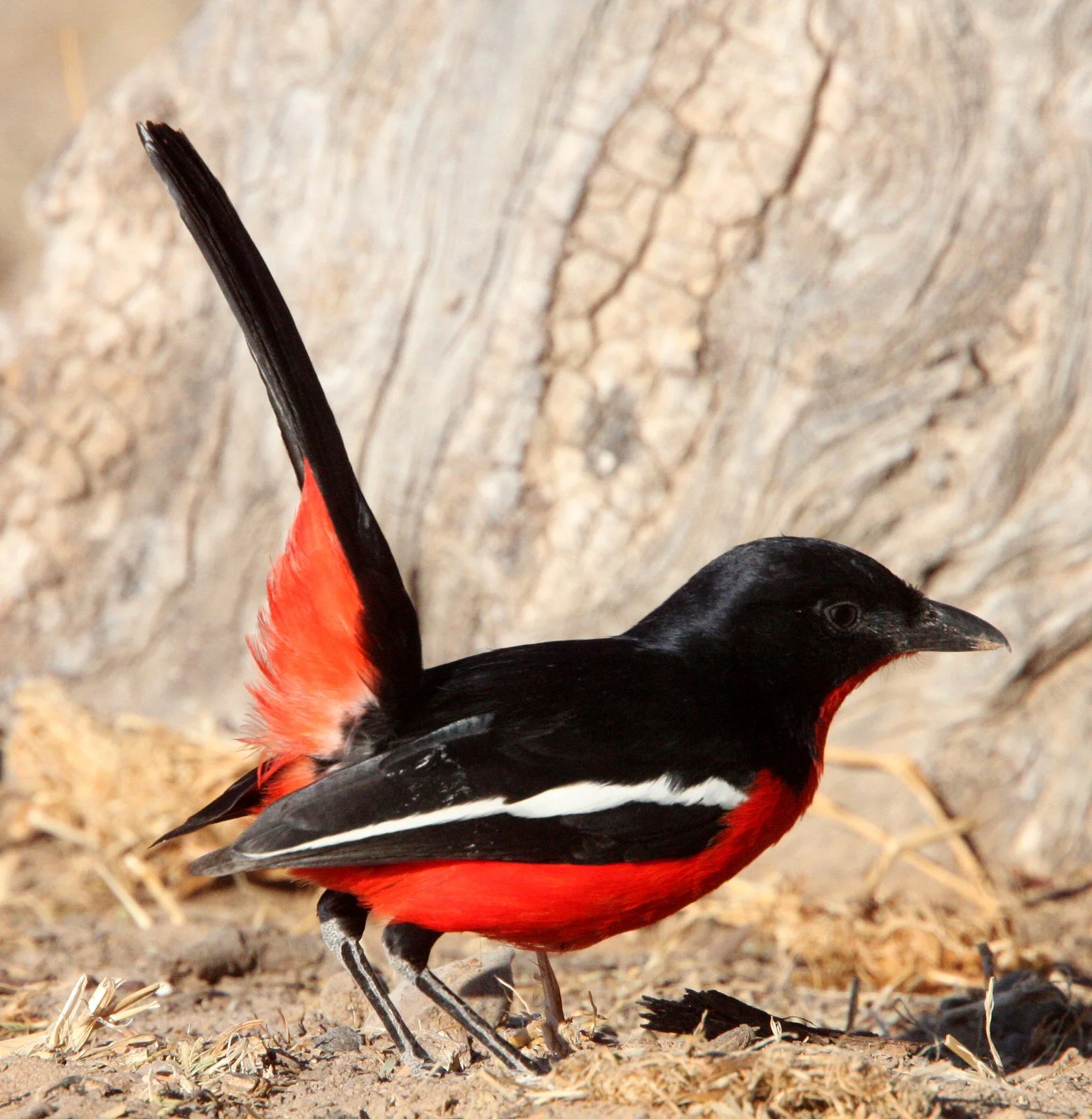 Crimson-breasted Shrike (Laniarius atrococcineus) Kgalagadi NP South Africa