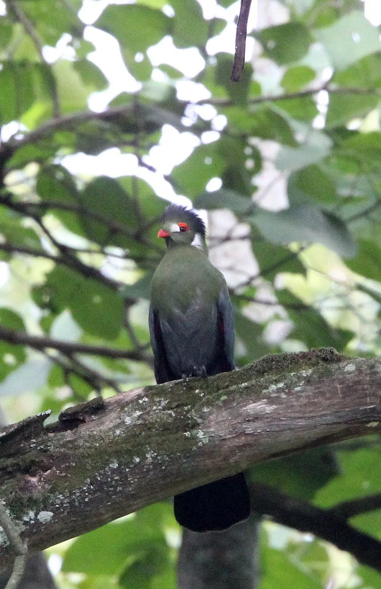 White-cheeked Turaco (Menelikornis leucotis) Langano Lake Ethiopia (17).JPG