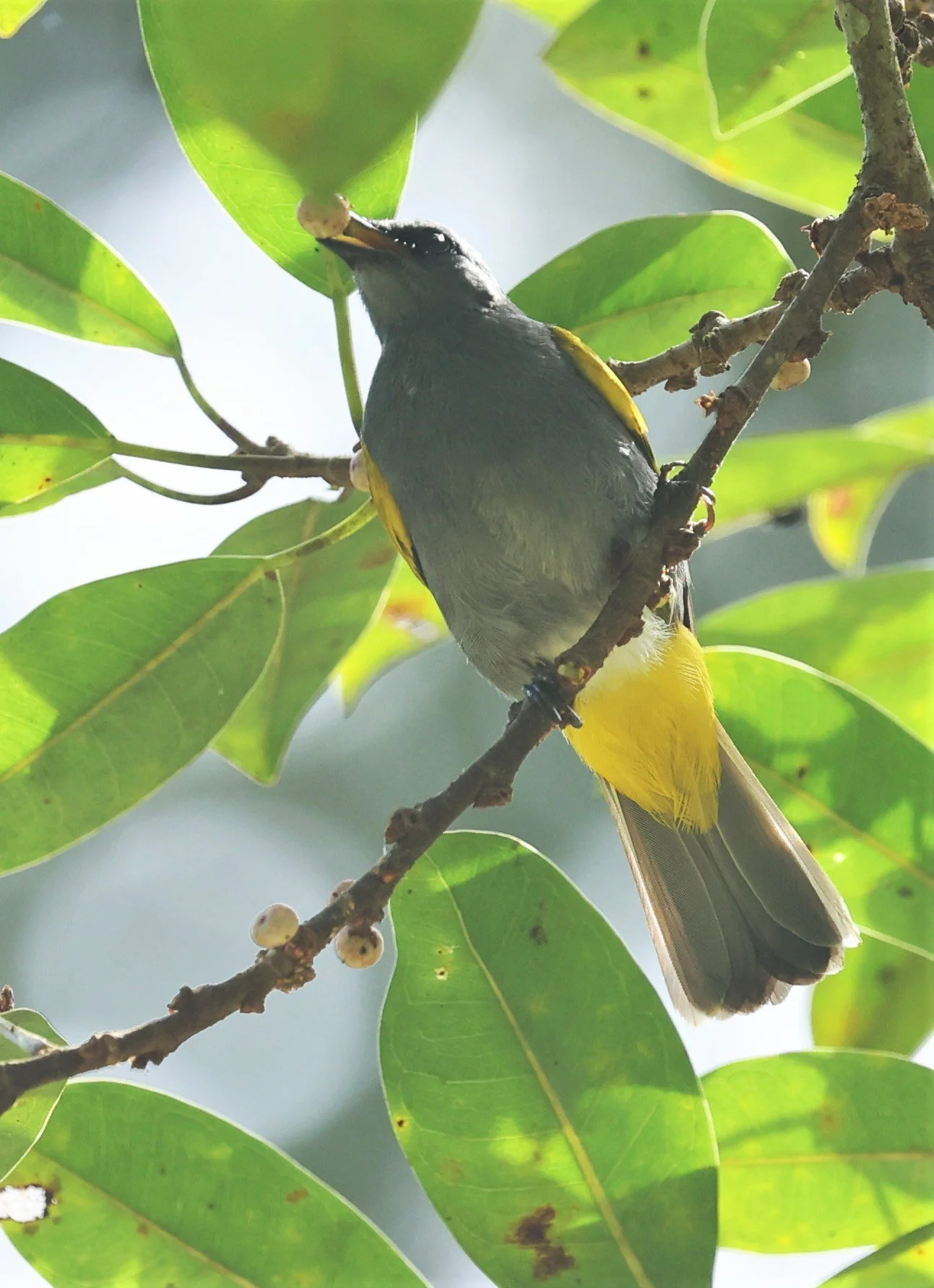 BULBUL - GREY-BELLIED BULBUL - Ixodia cyaniventris - HALA BALA WILDLIFE SANCTUARY APRIL 2022 (11).jpg