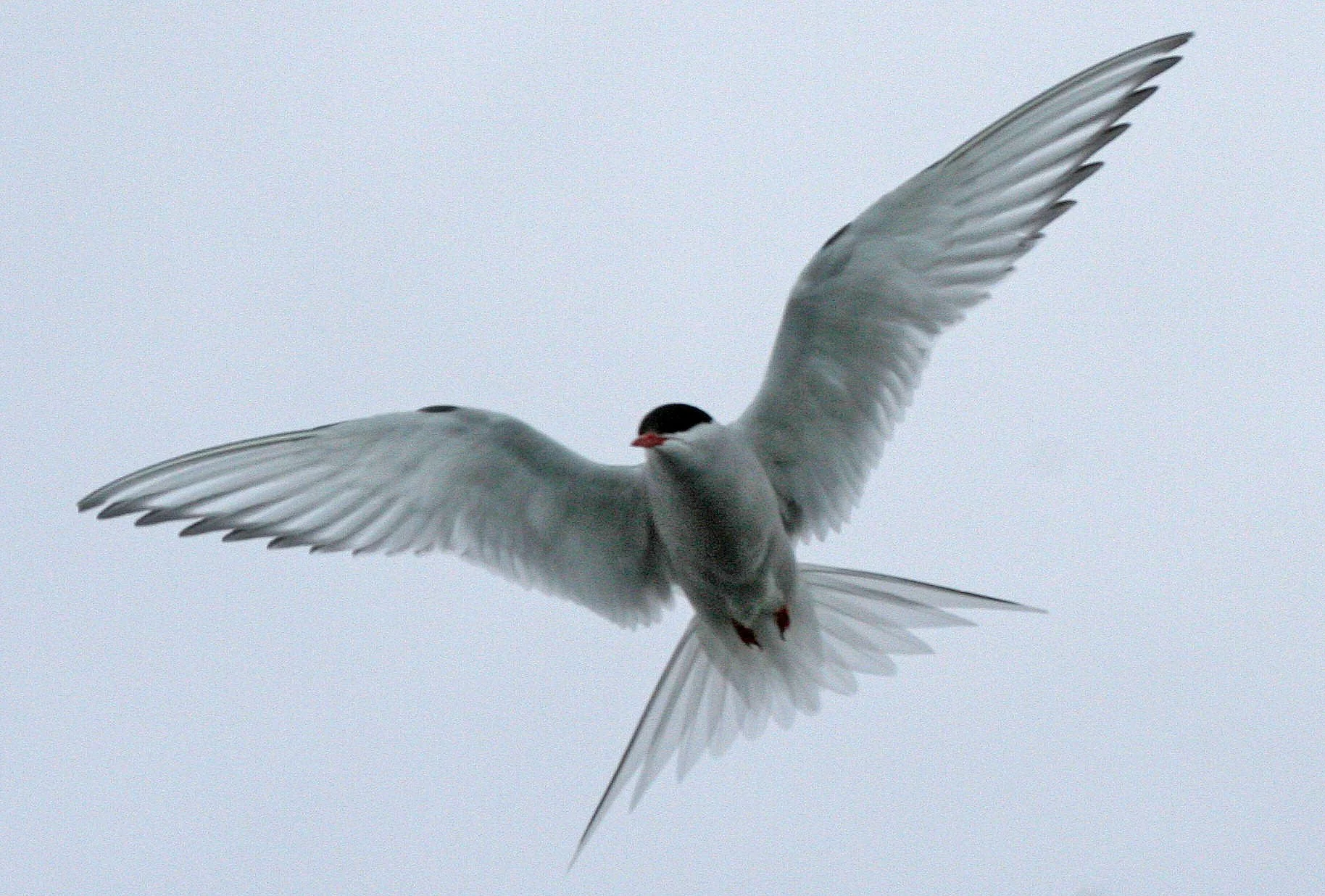 Arctic Tern