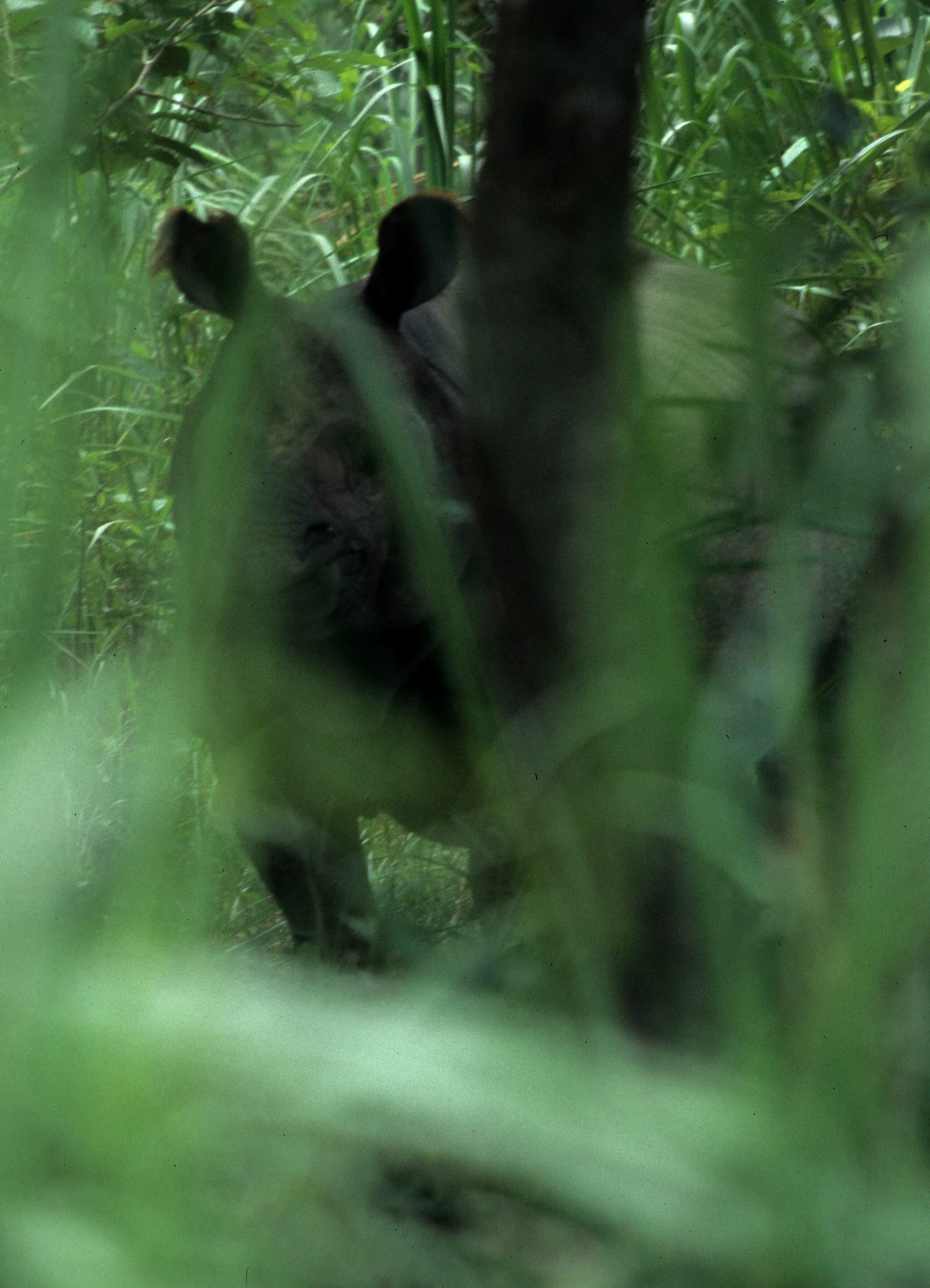RHINO - ASIAN RHINO - CHITWAN NEPAL B.jpg