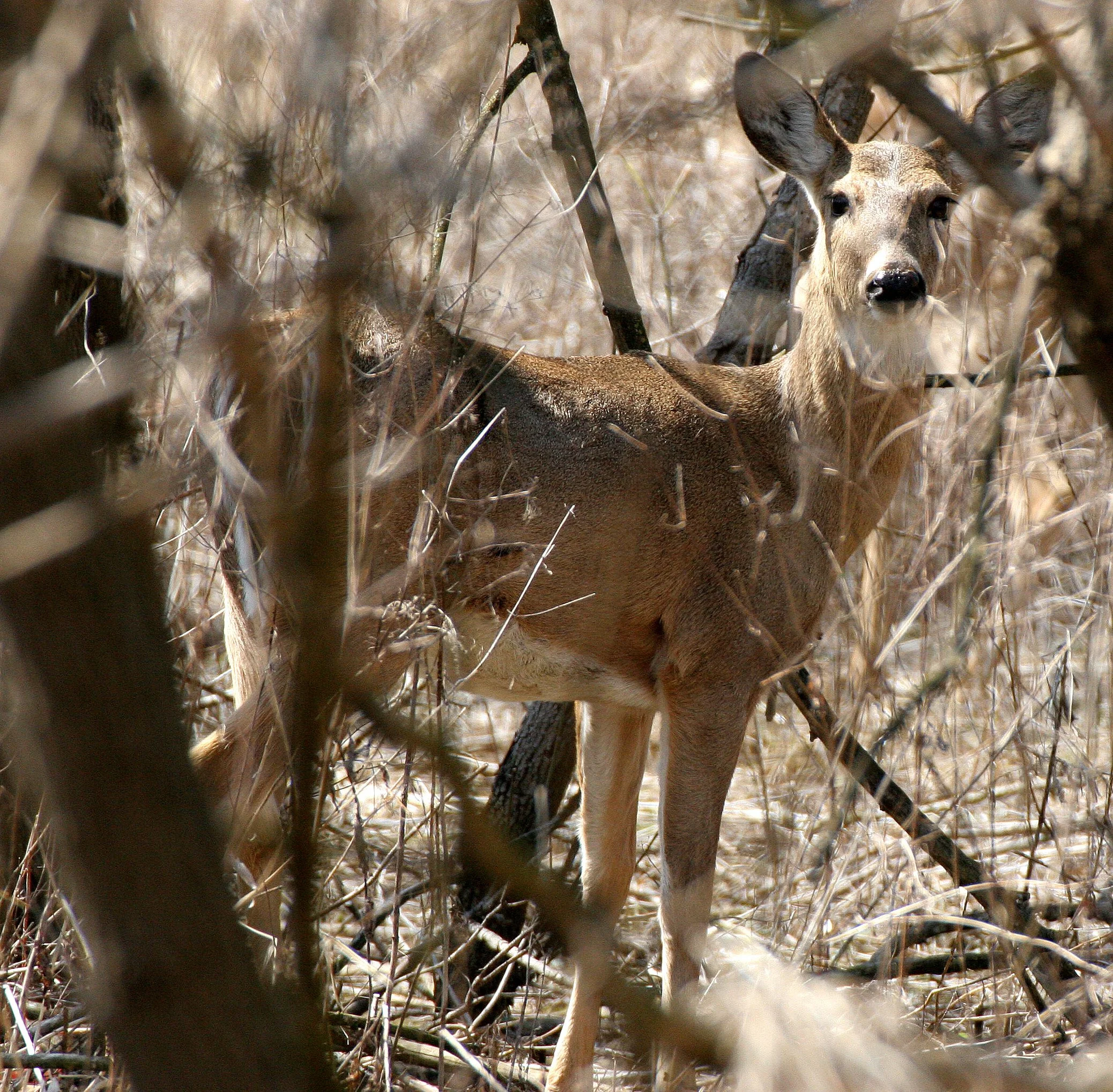Odocoileus virginianus borealis - NORTHERN WHITE-TAILED DEER - SPRINGBROOK FOREST PRESERVE ILLINOIS (3).JPG