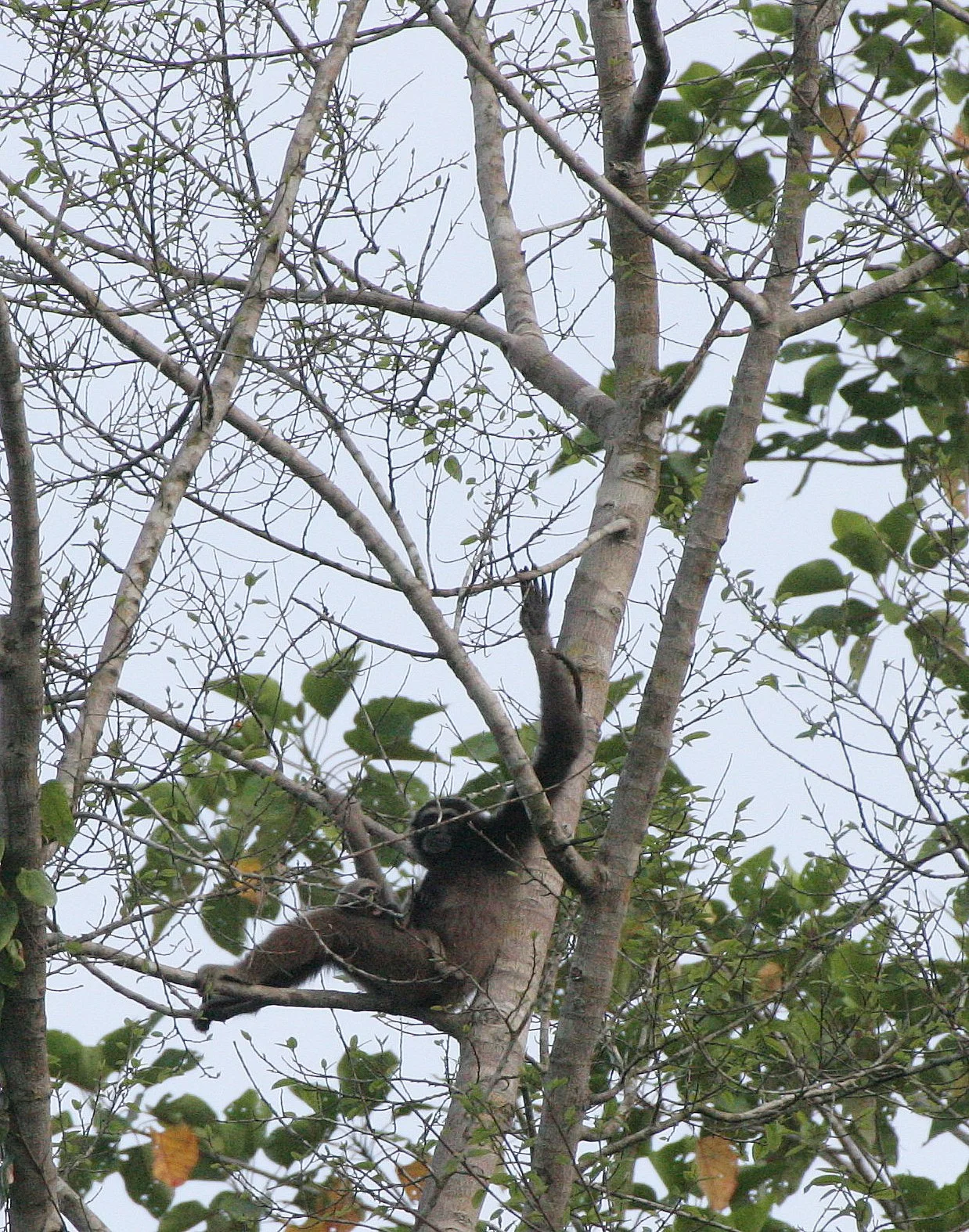 HYLOBATIDAE - Hylobates muelleri - MUELLER'S (GRAY) GIBBON - TABIN WILDLIFE RESERVE  (125).JPG
