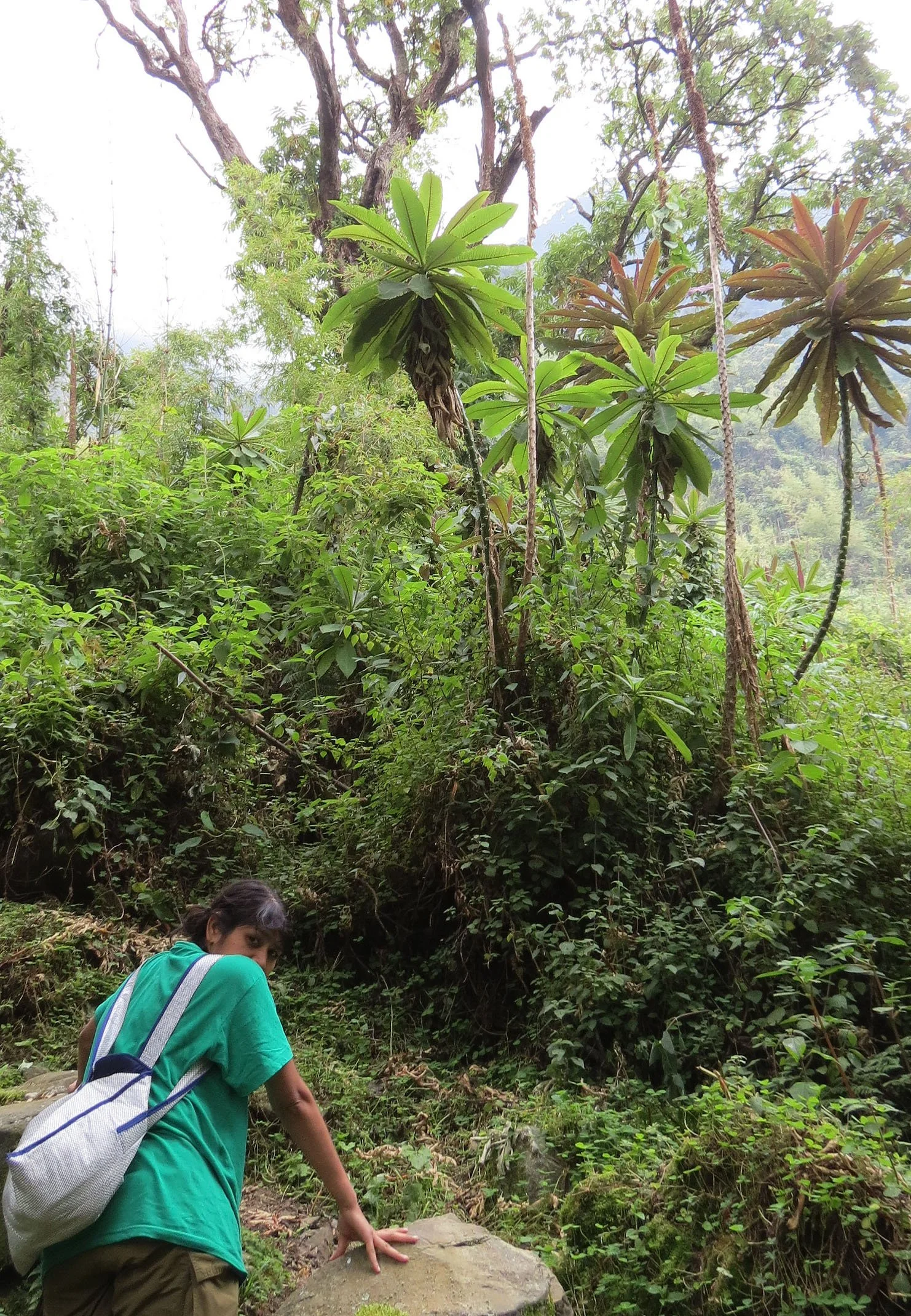 RWENZORI NATIONAL PARK UGANDA (94).JPG