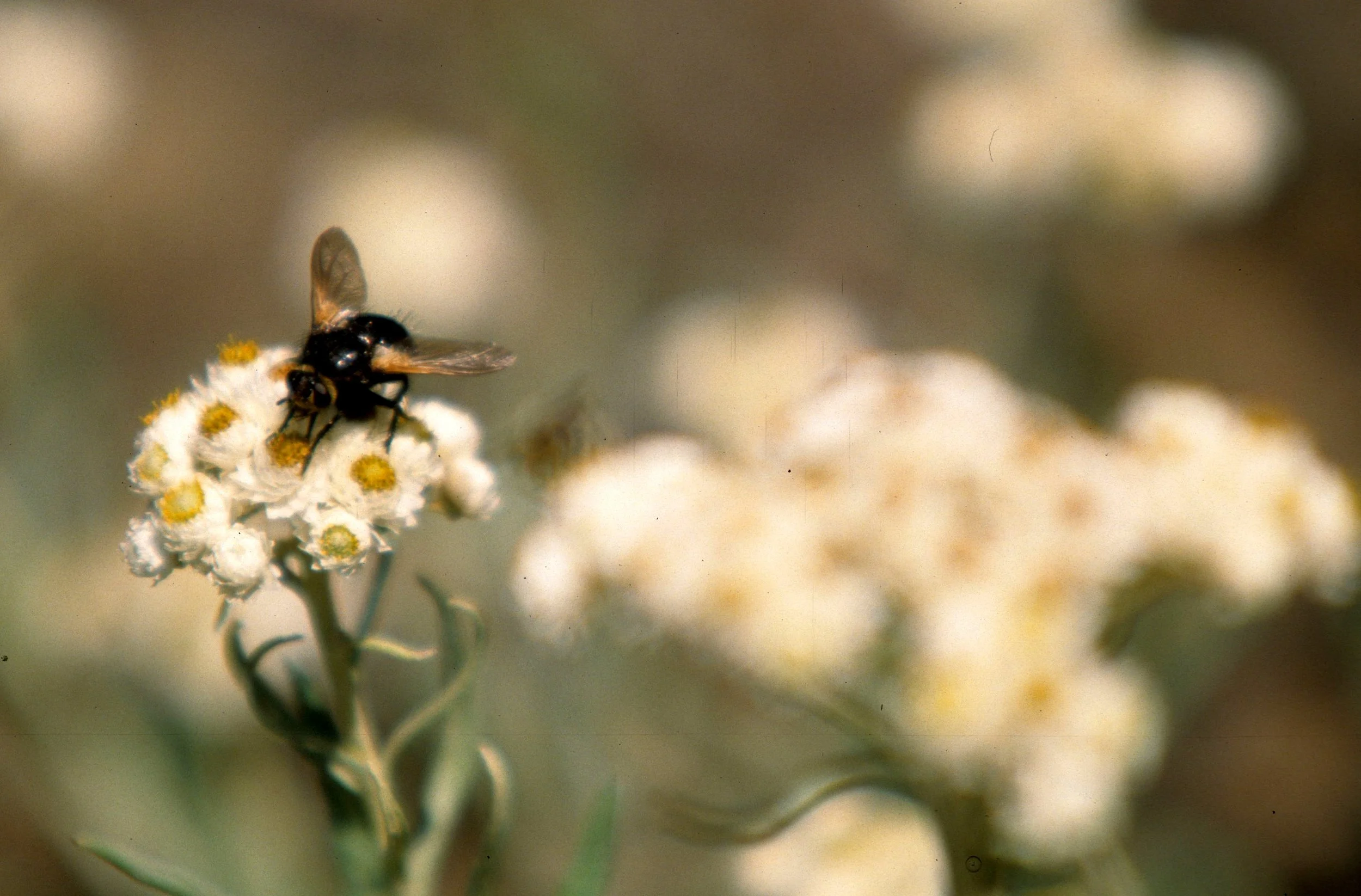 INVERTS - DIPTERA - SPECIES   (2).jpg