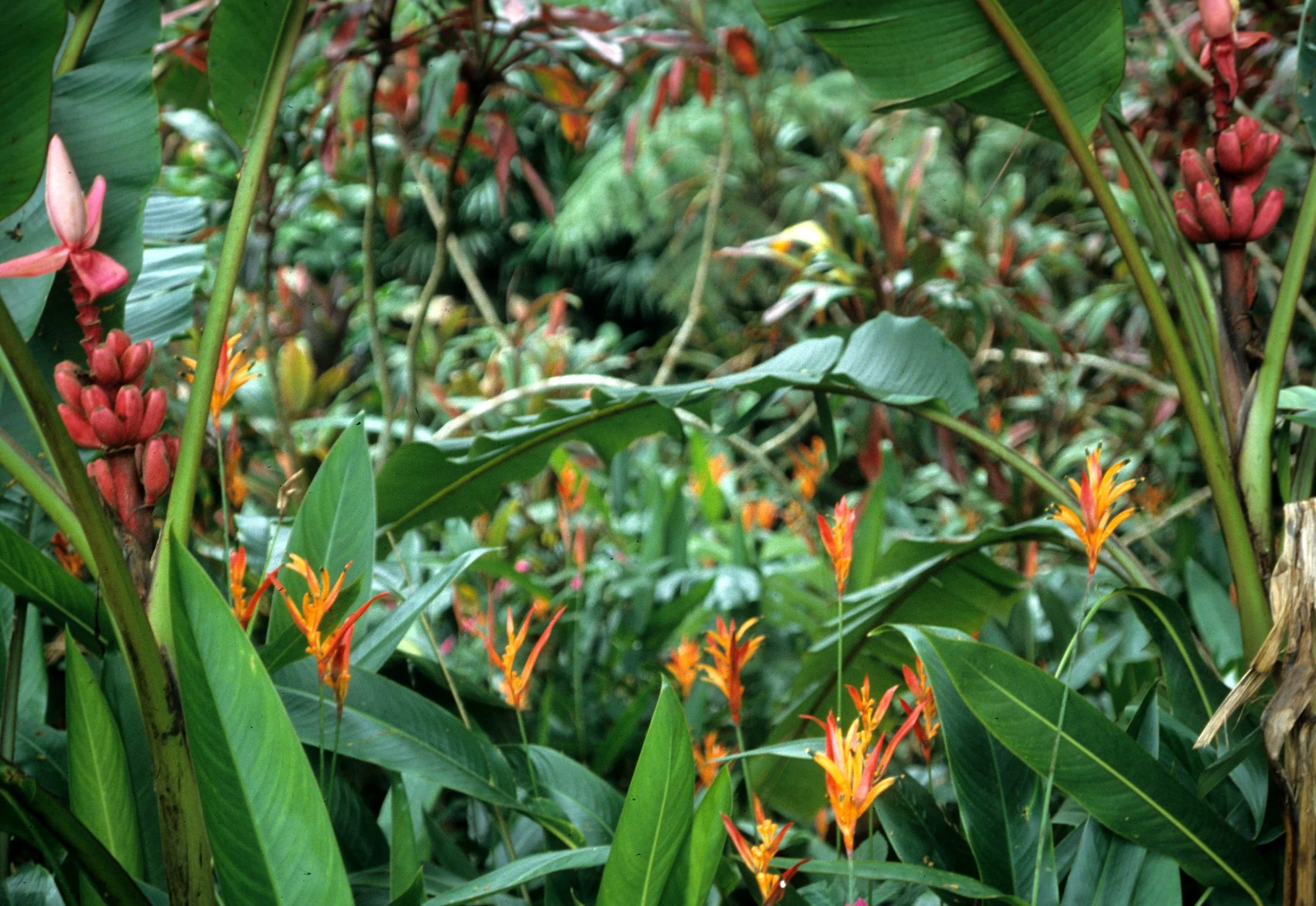 HAWAII - HAWAII - HELICONIA LATISPATHA.jpg