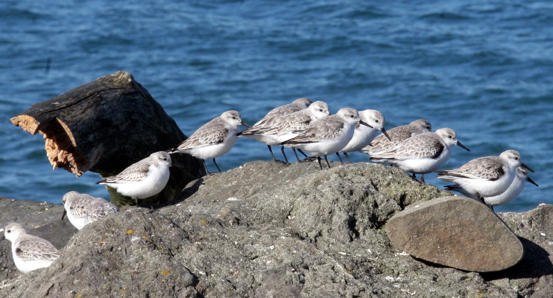 BIRD - SANDERLINGS - EDIZ HOOK PA HARBOR (30).jpg
