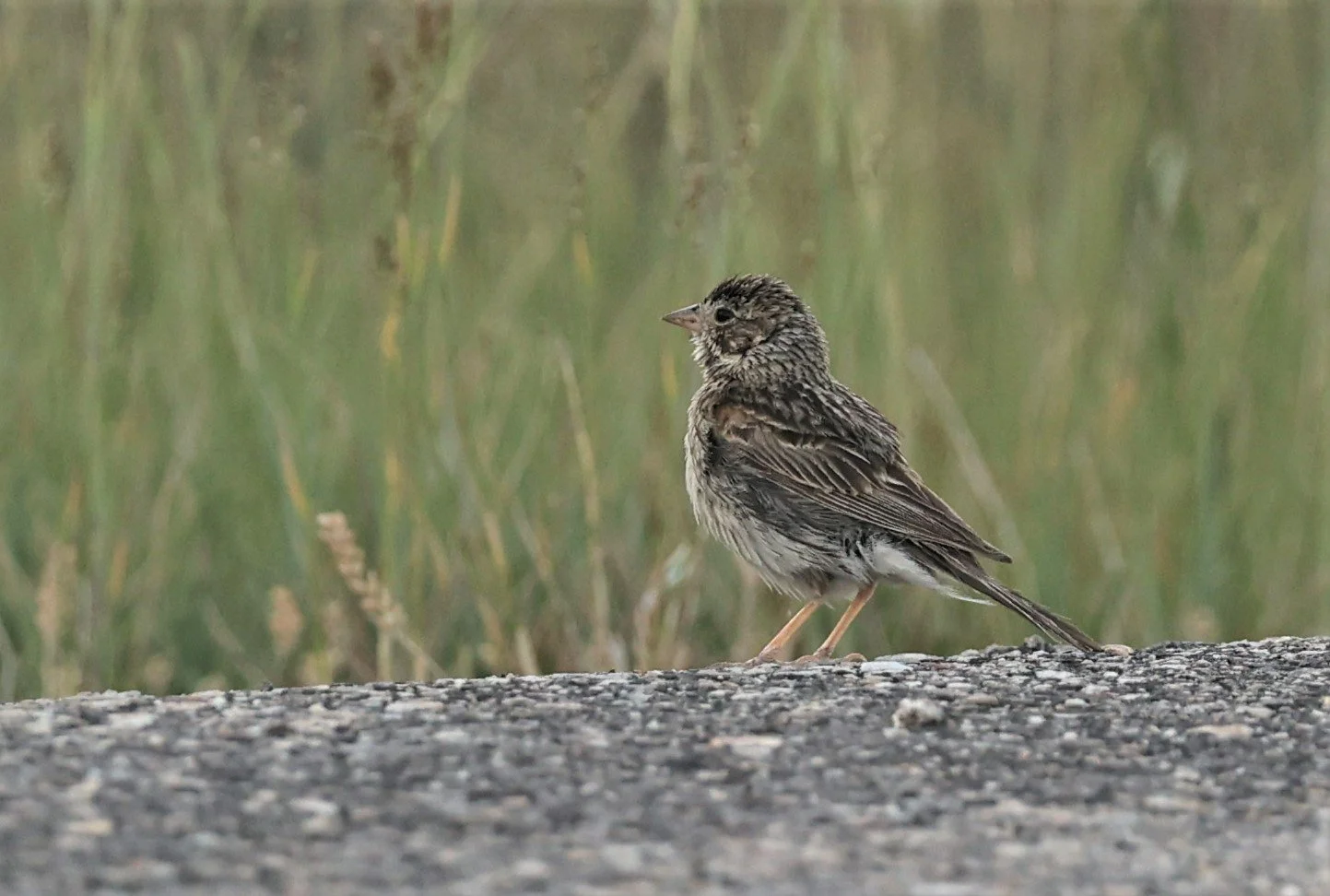 Brewer's Sparrow (Spizella breweri)  Fossil Buttes National Monument Wyoming (12).jpg