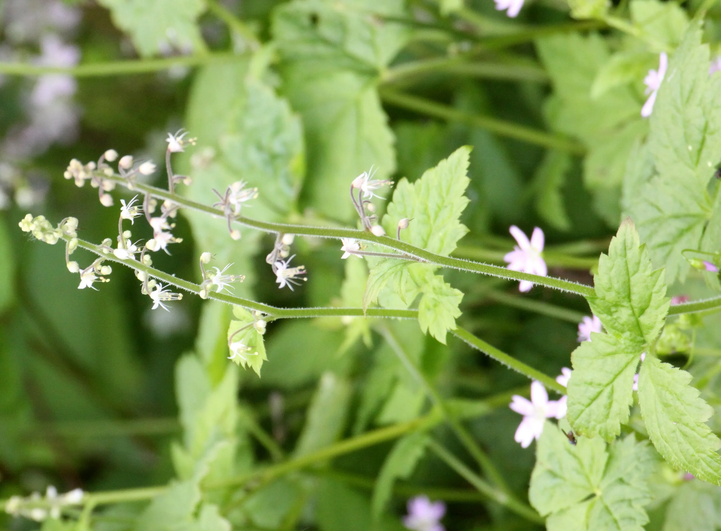 SAXIFRAGACEAE - TREFOILS FOAM FLOWER - THOMPSON SOUND BC.JPG