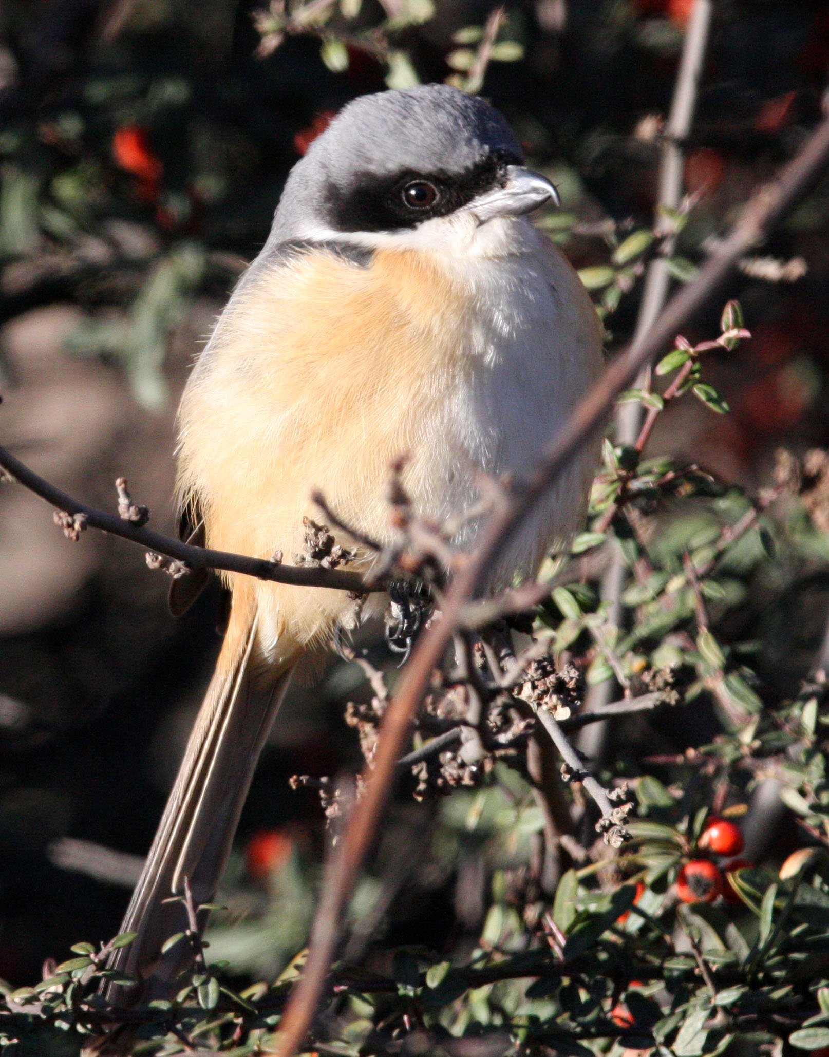 Grey-backed Shrike (Lanius tephronotus) Lijiang Yunnan in surrounding highlands (6).JPG