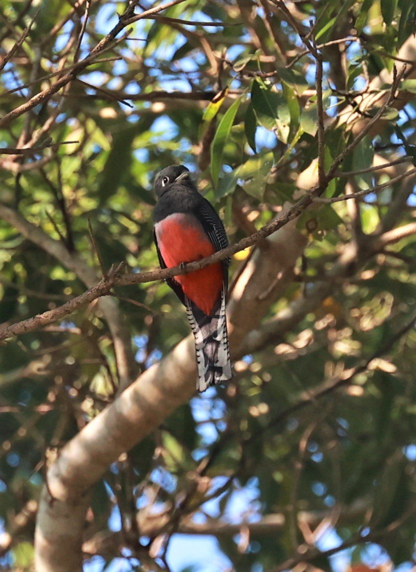 Trogon - Blue-crowned Trogon - Trogon curucui - Pousada Aguape - Fazenda São José Zona Rural, Aquidauana, Mato Grosso do Sul, Brazil (5).JPG